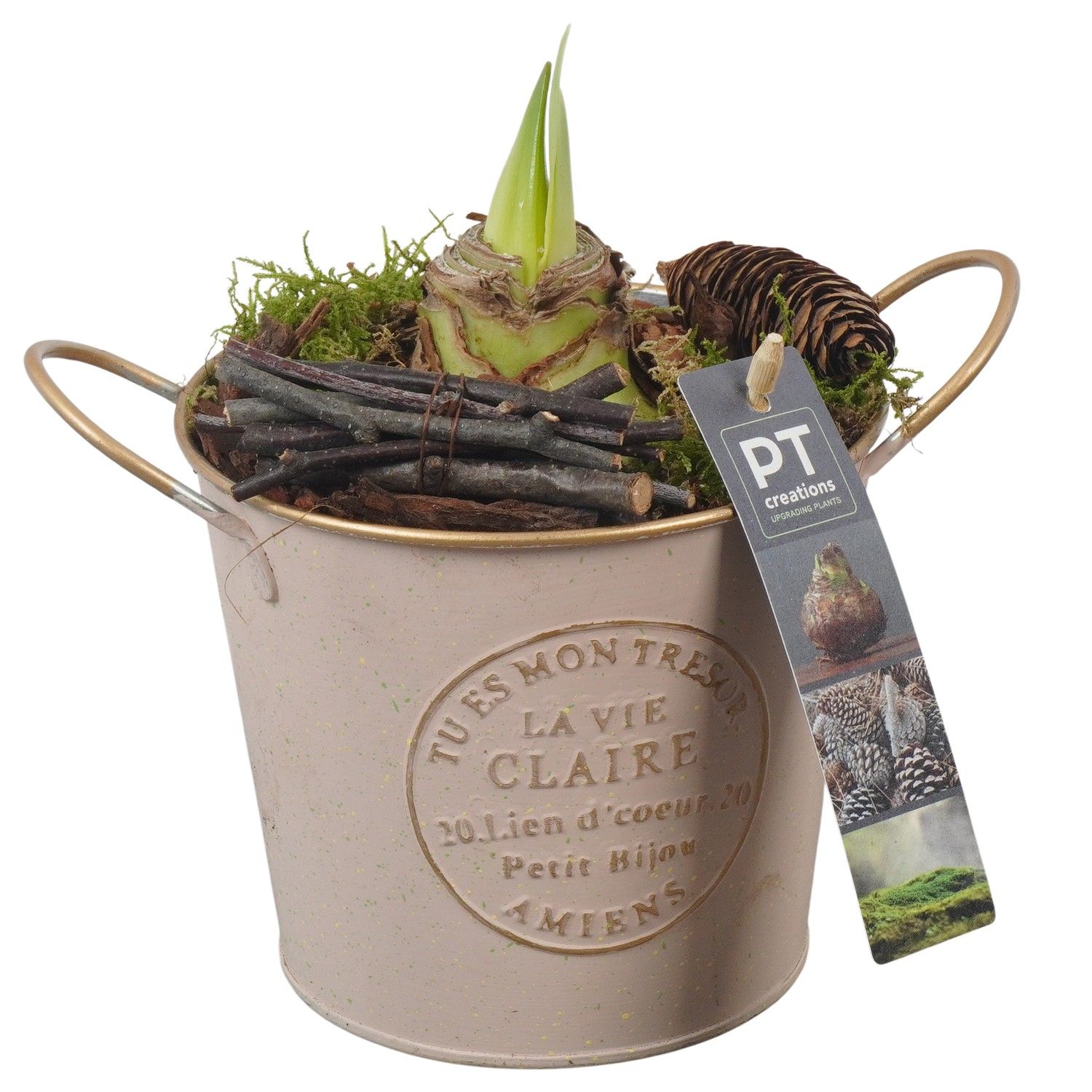 PTAA7524 Arrangement Amaryllis in metalen pot, D 13 cm