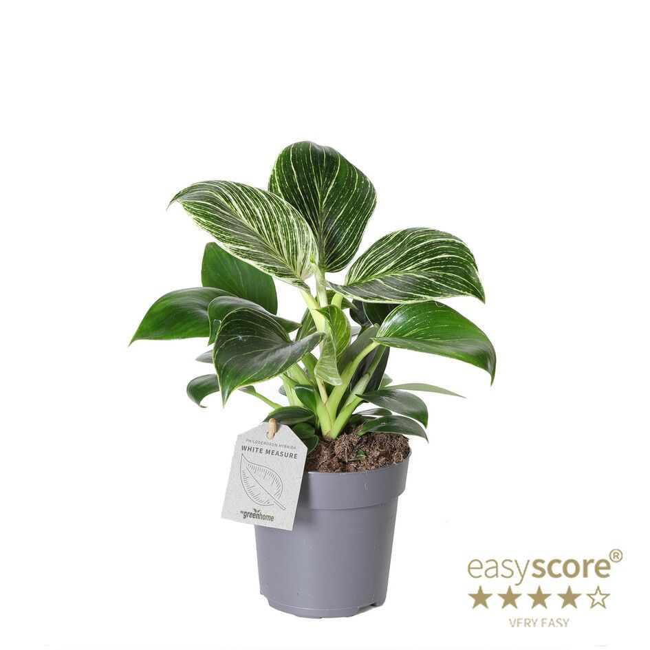 PHILODENDRON-HYBRID 'WHITE MEASURE', D 11 cm