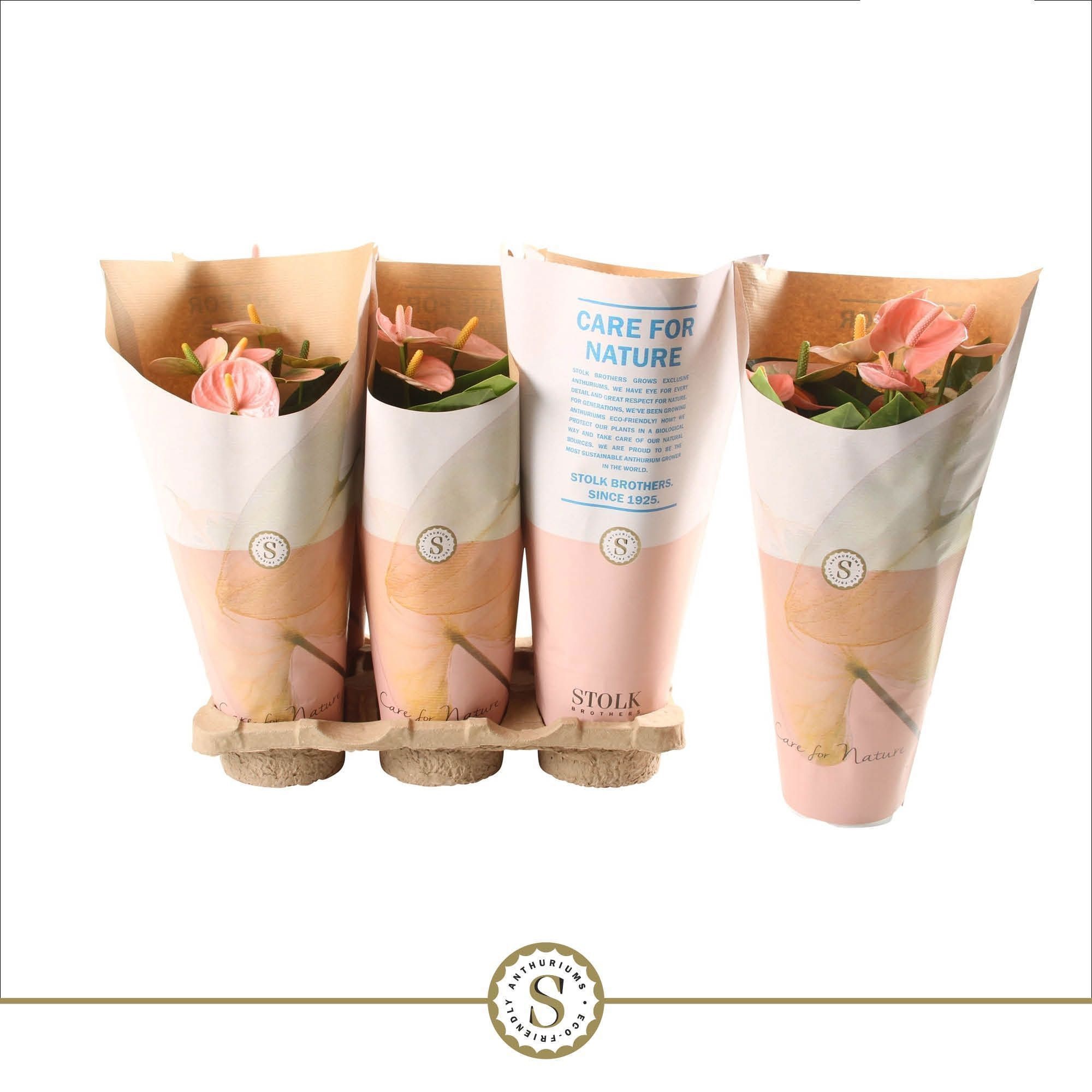 Anthurium Spirit 12cm in papieren hoes, D 12