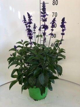 638 DVDS : Pot 23 cm Salvia Mystic Spires, D 23