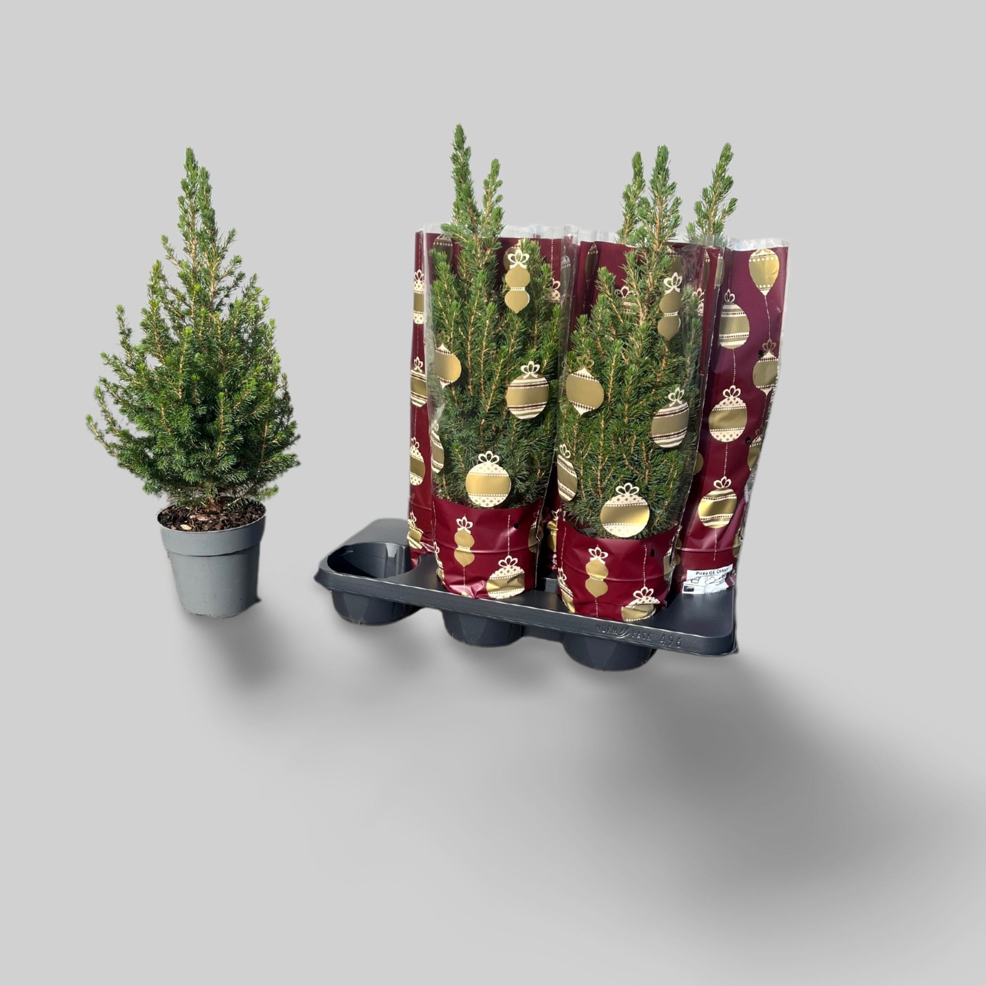 Picea glauca Conica Sleeve Red, D 15 cm