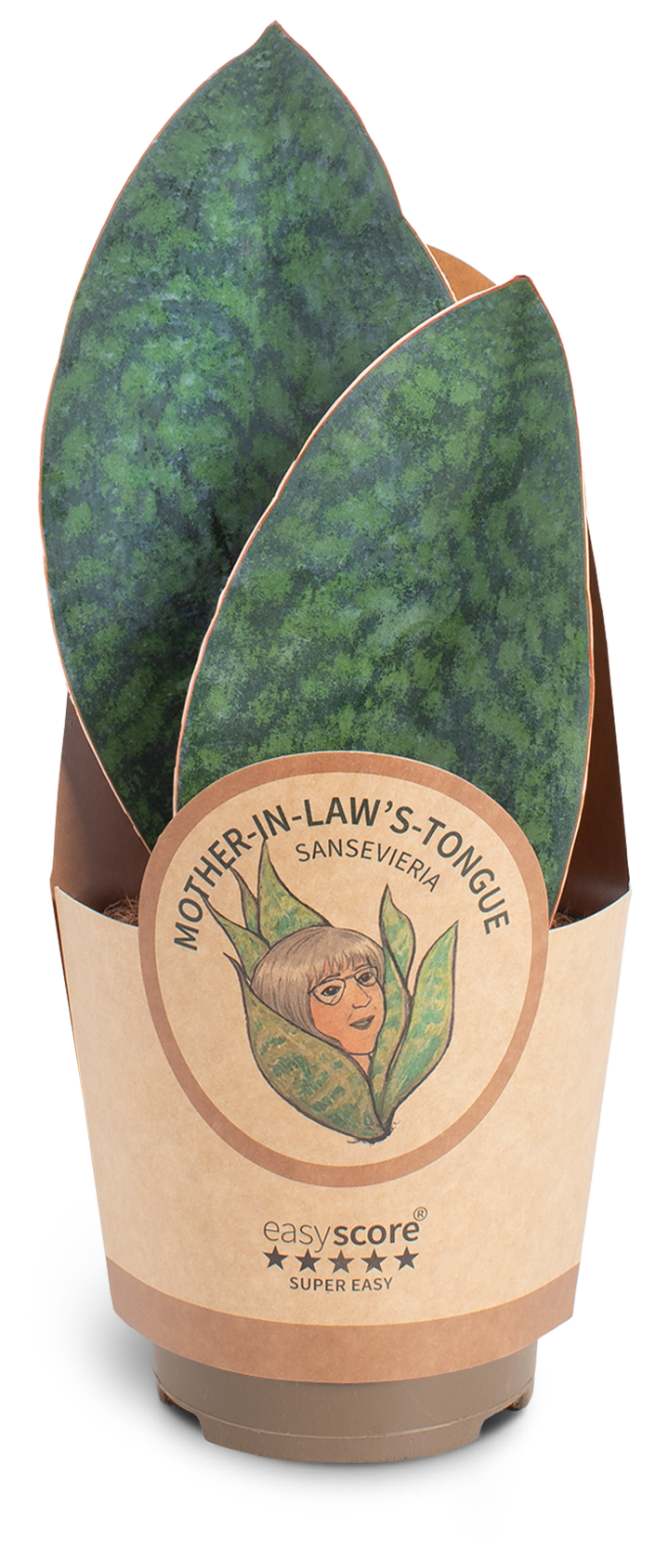 Sansevieria masoniana, D 11