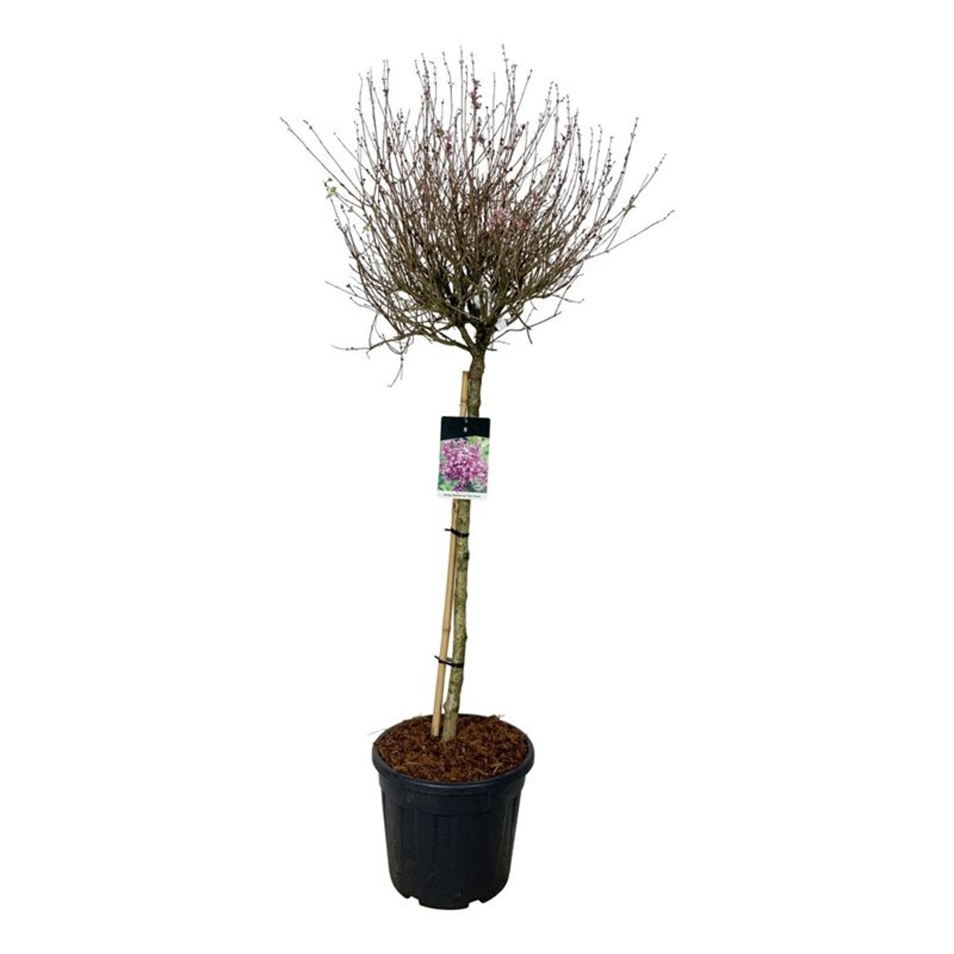 Syringa BLOOMERANG® 'Dark Purple', D 40