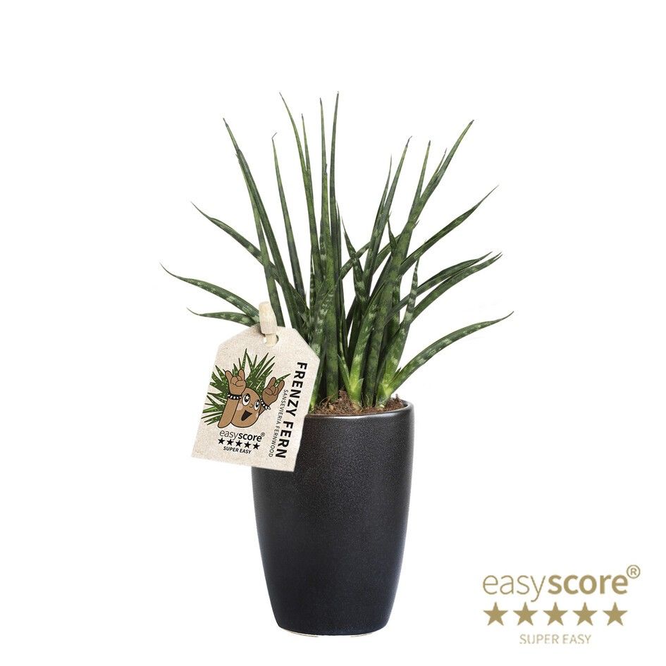 Classic Black, Sansevieria ´Fernwood´, D 7