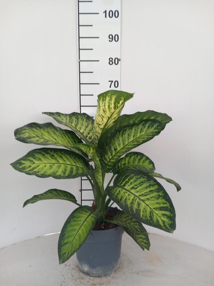 Dieffenbachia Tropic Yellow P21, D 21 cm