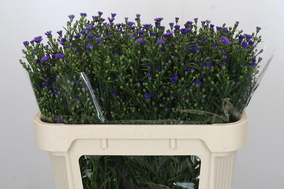 Астер Касамаре 70, шт.