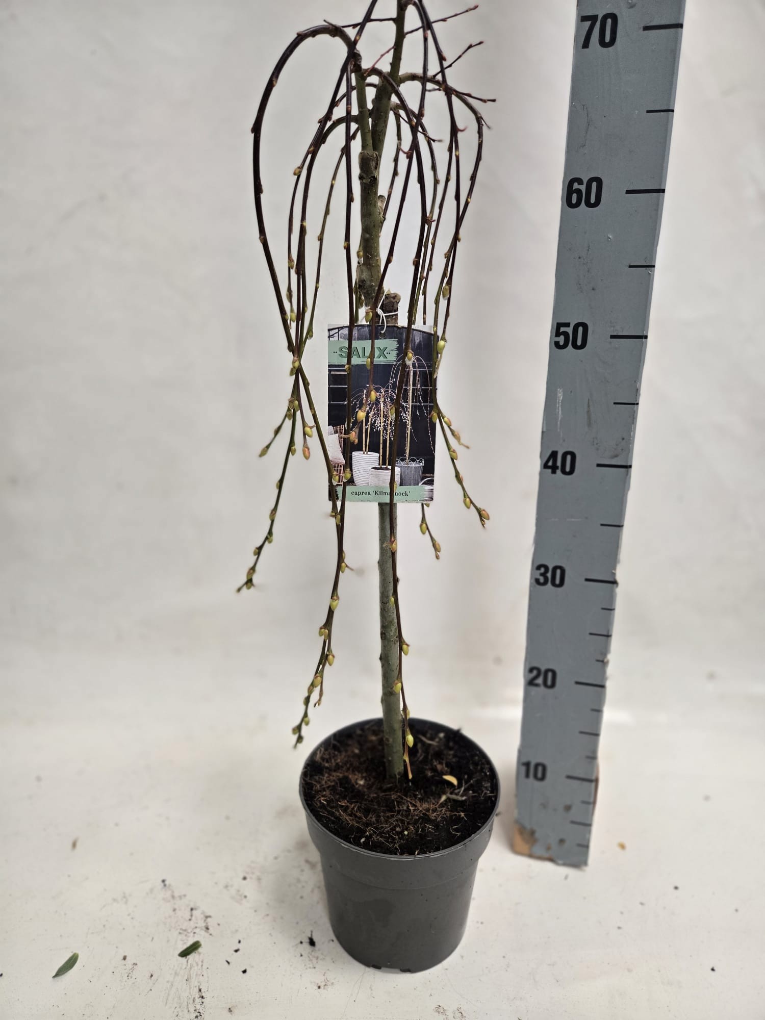 SALIX CAP KIL 40/ 17 cm pot, D 17