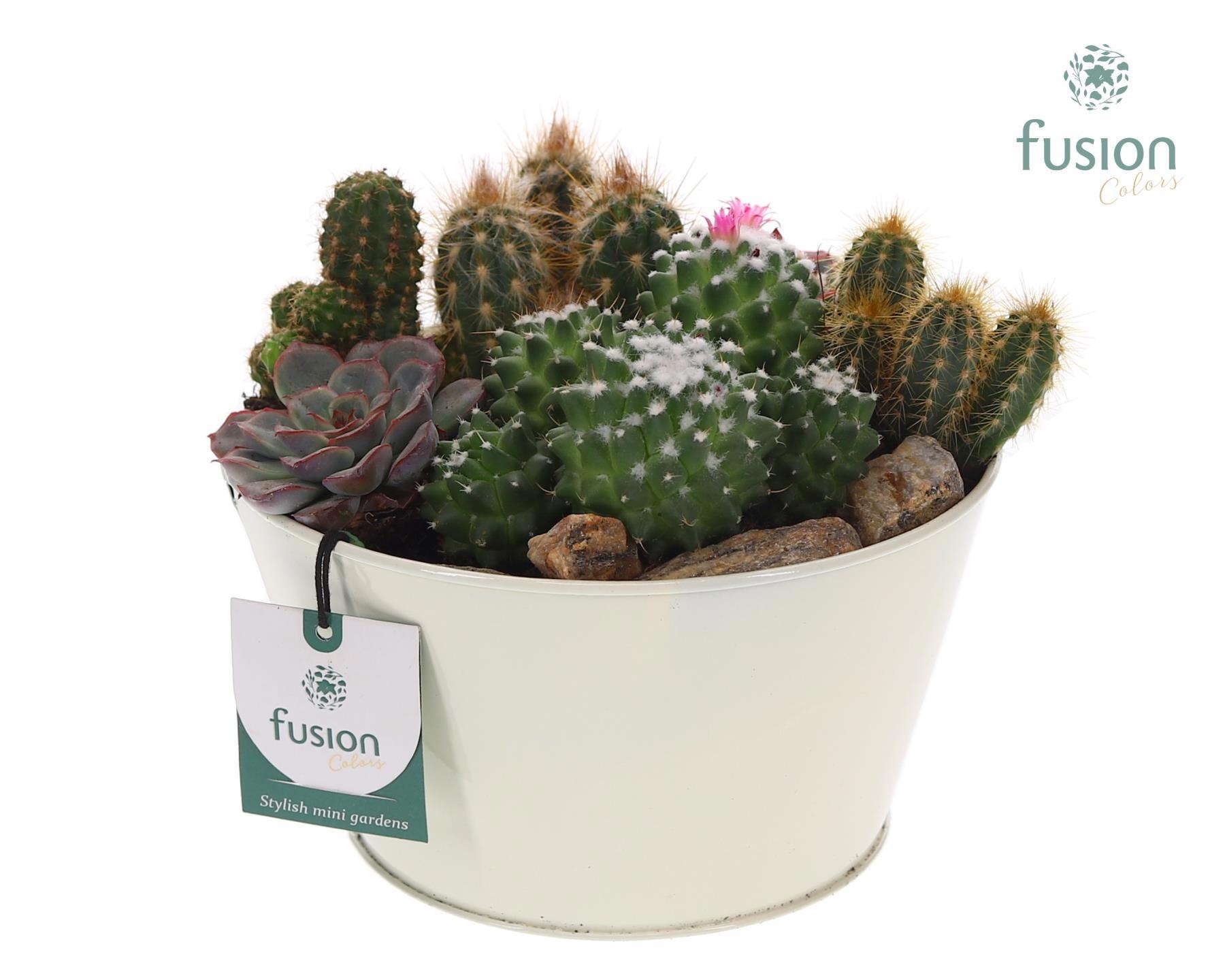 Zinken schaal met cactussen en succulenten, D 18 cm