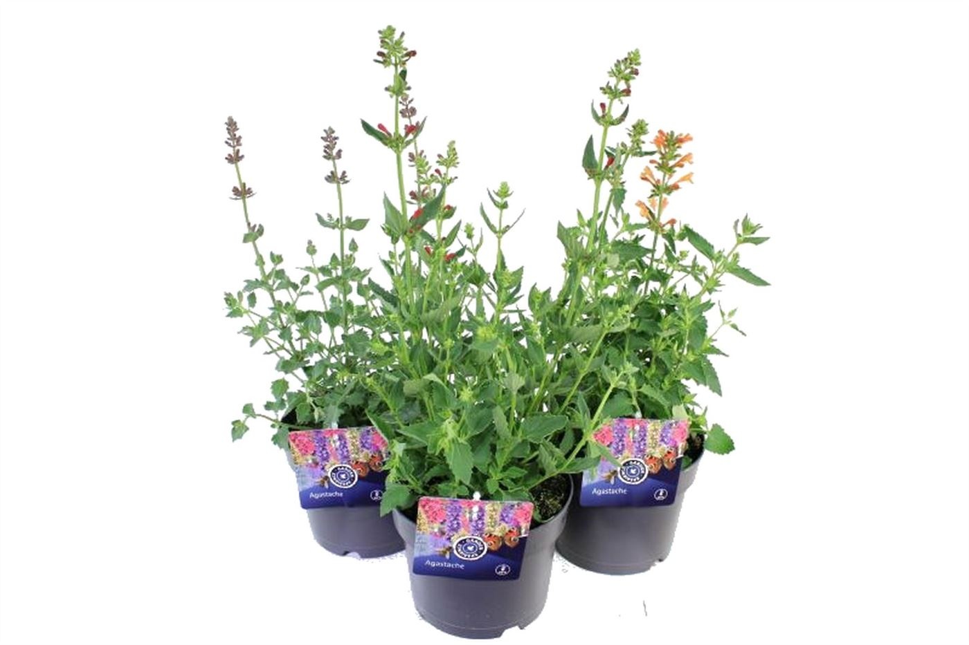 Agastache Poquito mixtray, D 17