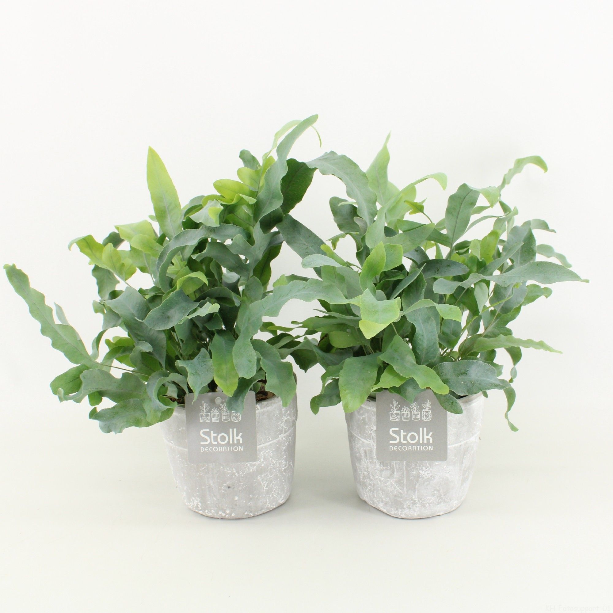 Phlebodium A Blue Star in Stone Look Pot, D 13