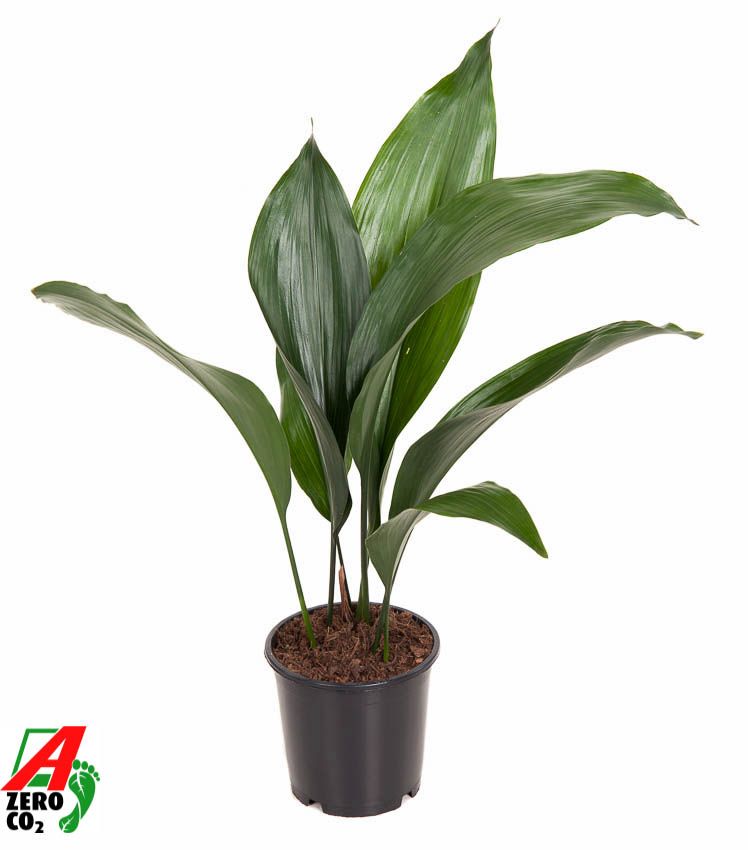 Aspidistra Elatior P13, D 13 cm Aspidistra Elatior P13, D 13 cm