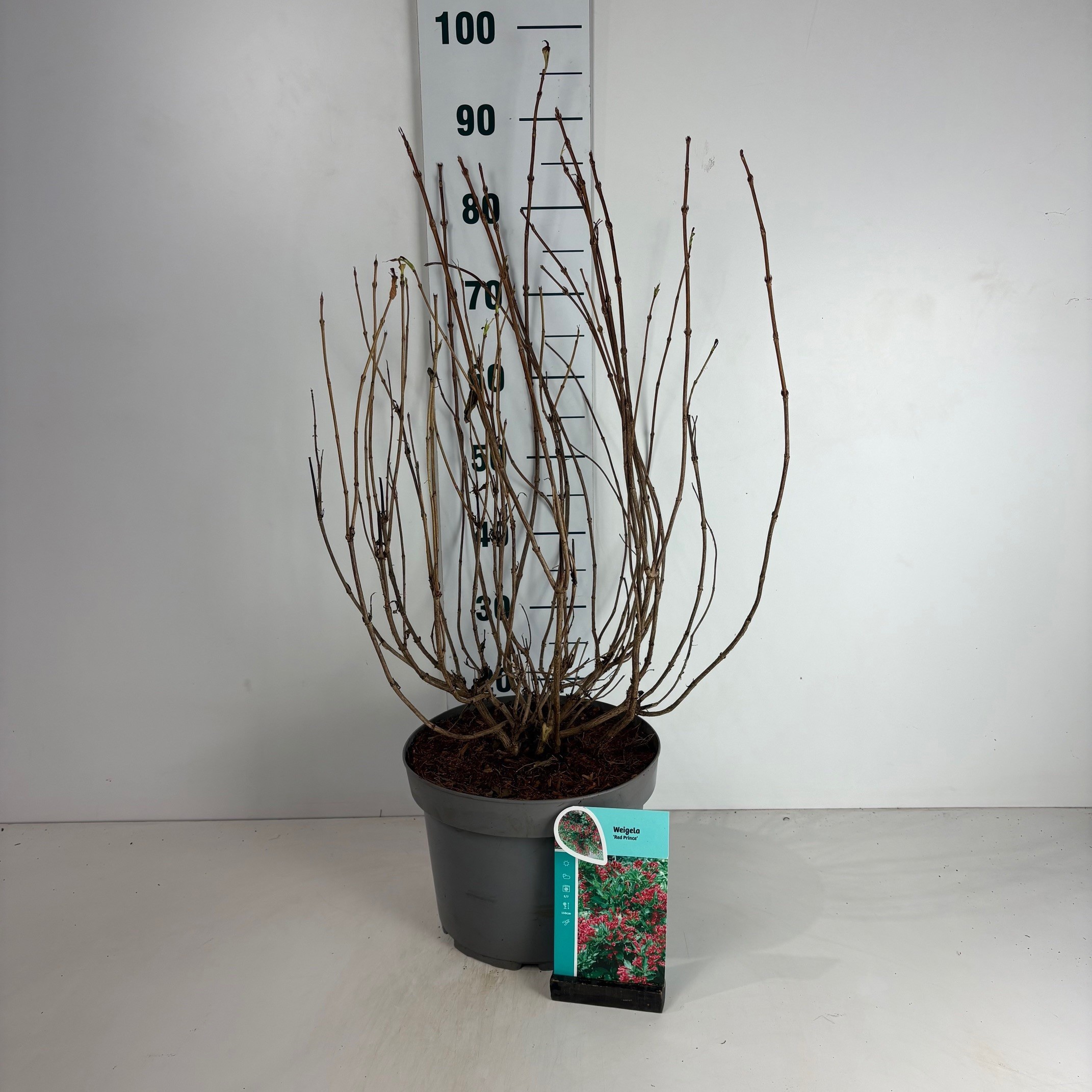 Weigela Red Prince, D 29
