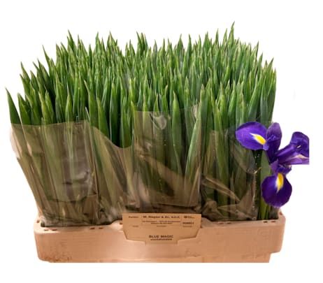 Ирис Блю Мэджик (син.), шт.