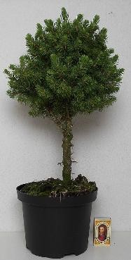 PICEA GLAUCA 'CONICA', D 17 cm