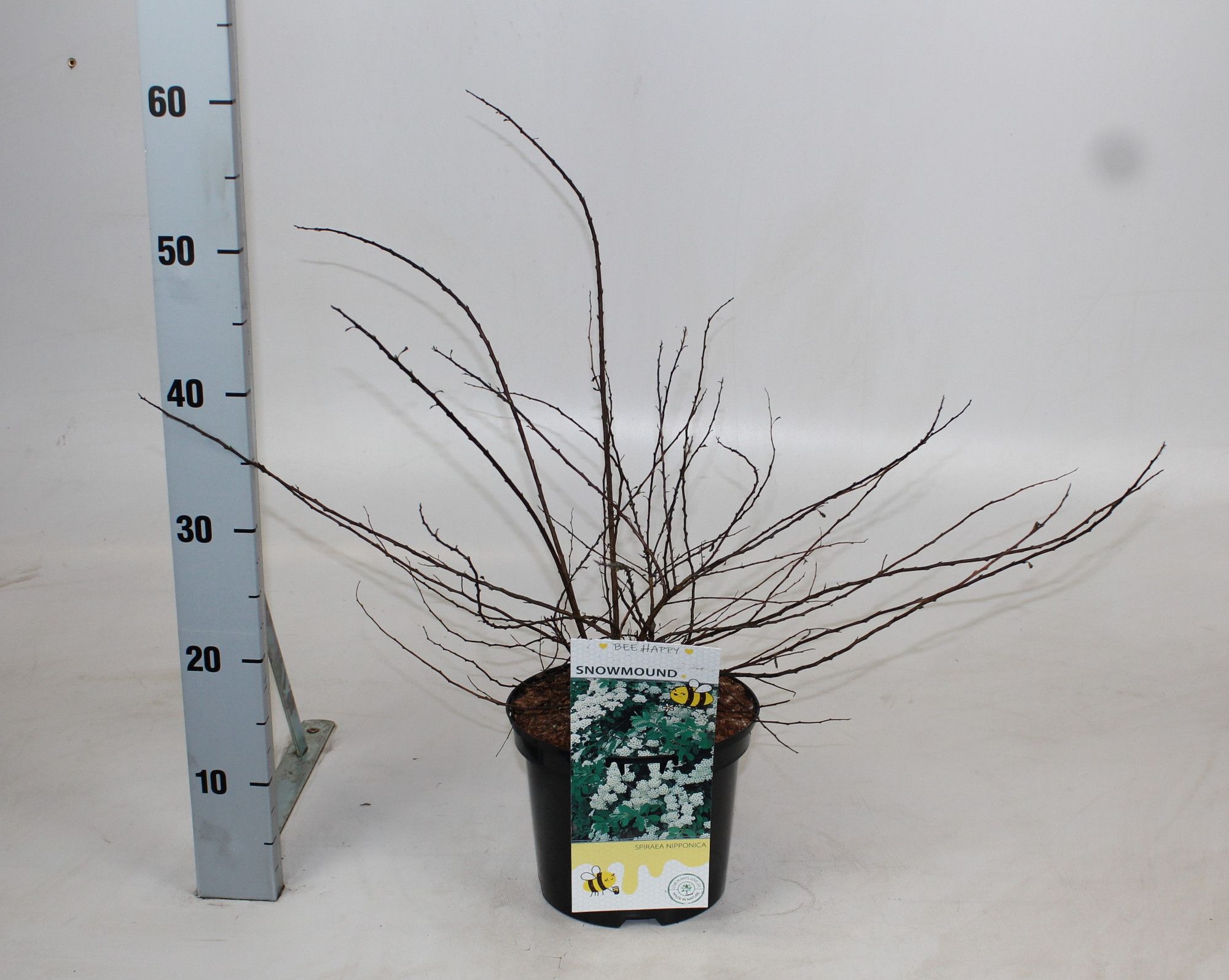 Spiraea nipponica 'Snowmound', D 19 cm