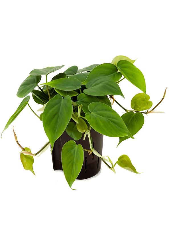 Philodendron scandens, D 15 cm