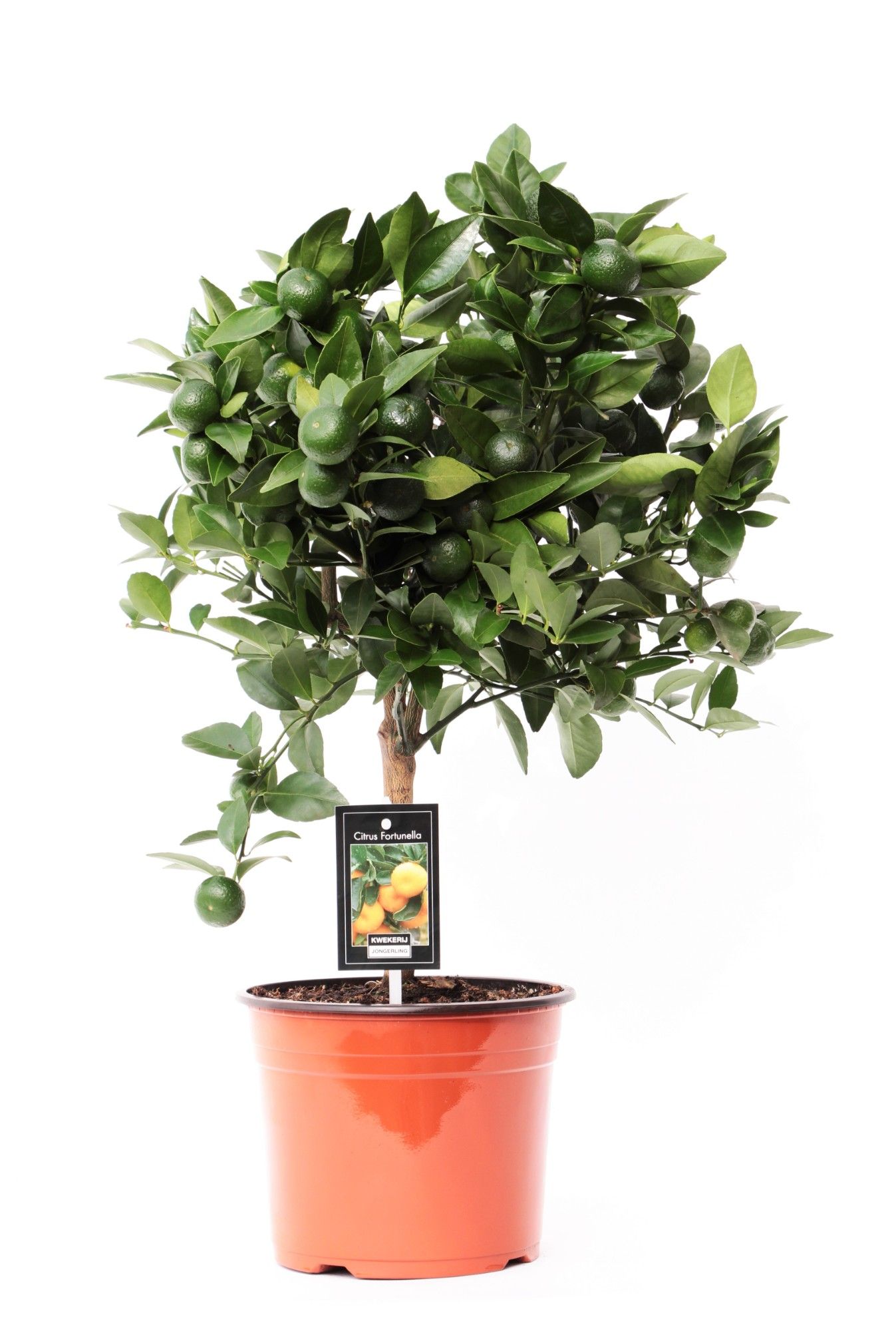 Citrus Calamondin, D 15