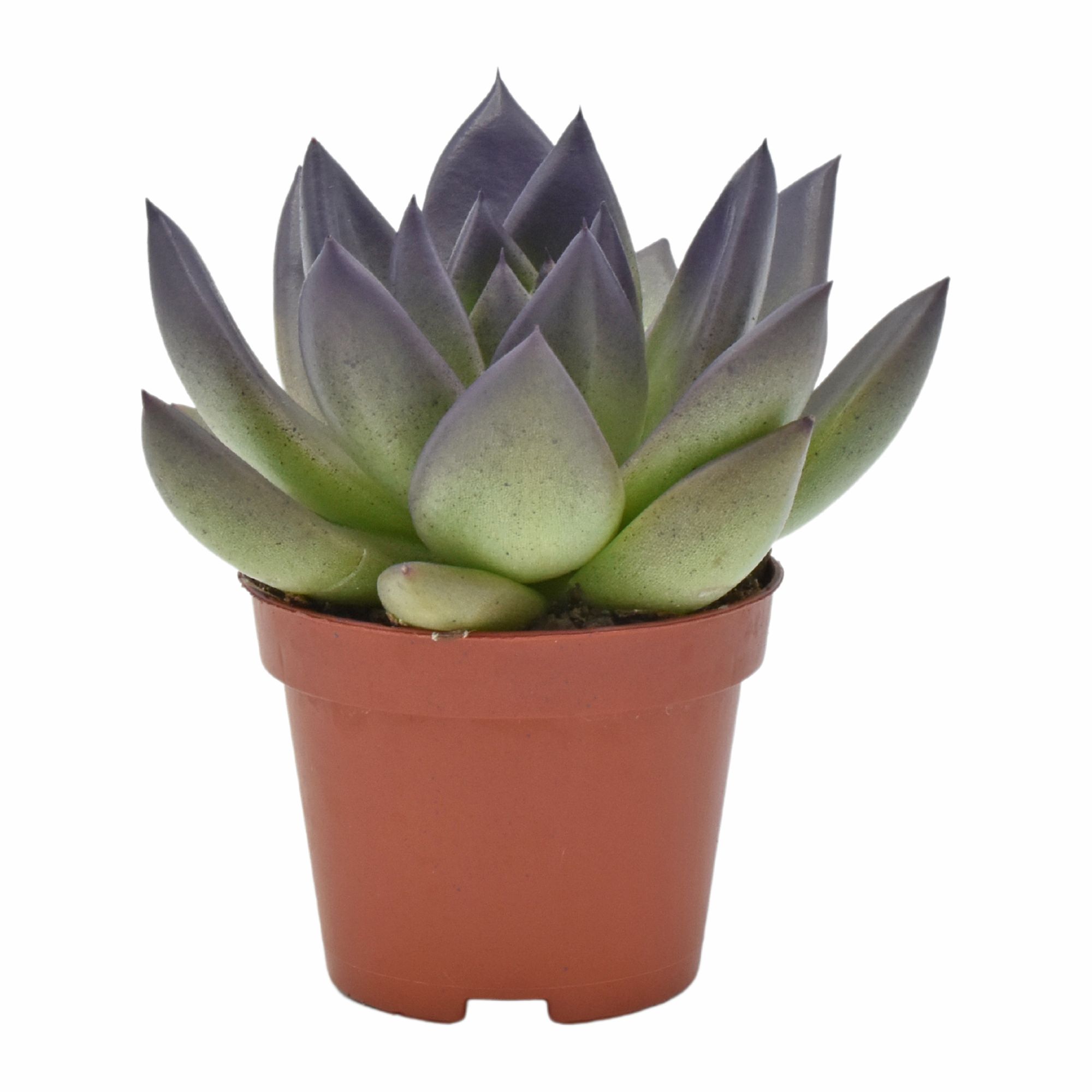 Miranda coloured festival dark purple, D 6