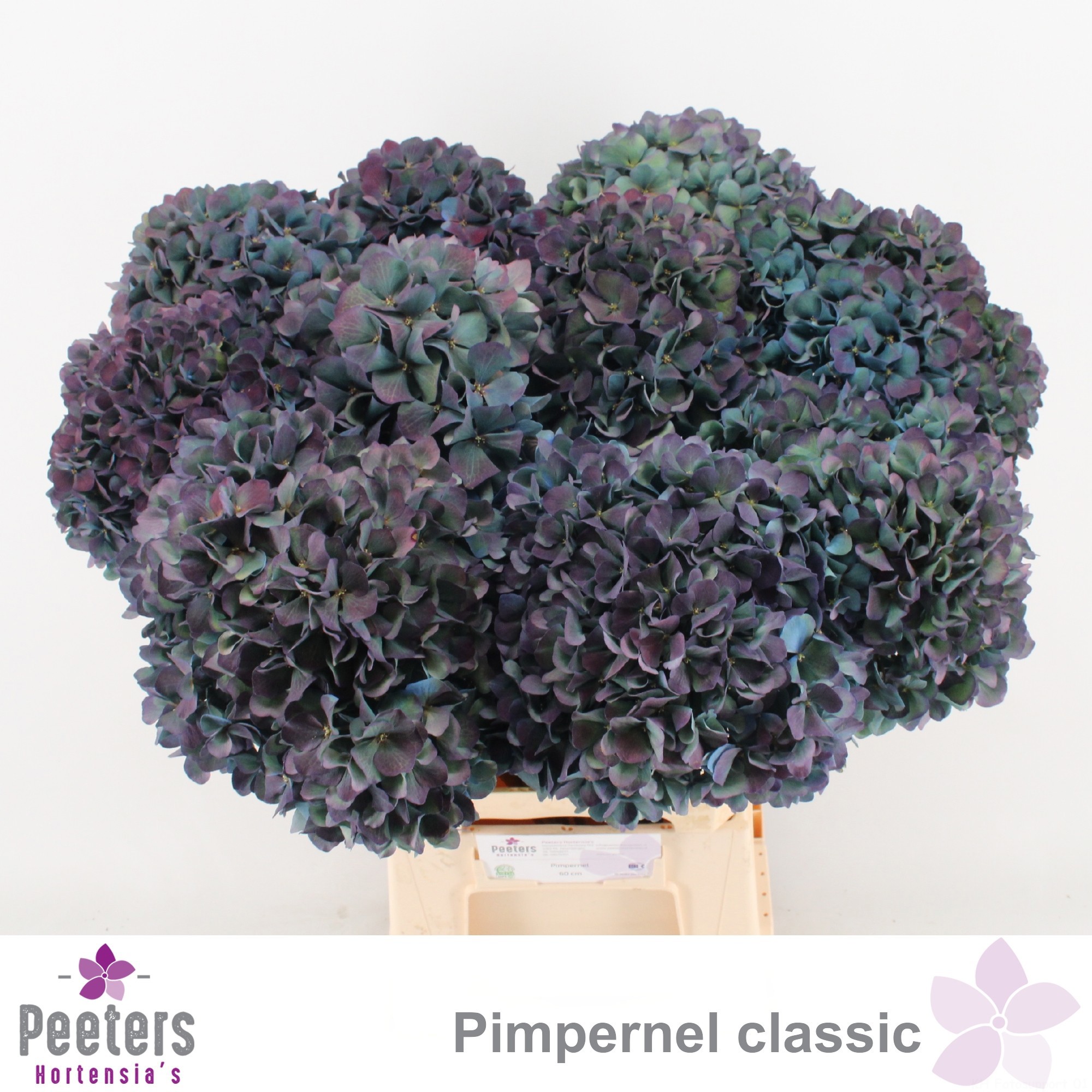 Гортензия Пимпернел Классик 60, шт.
