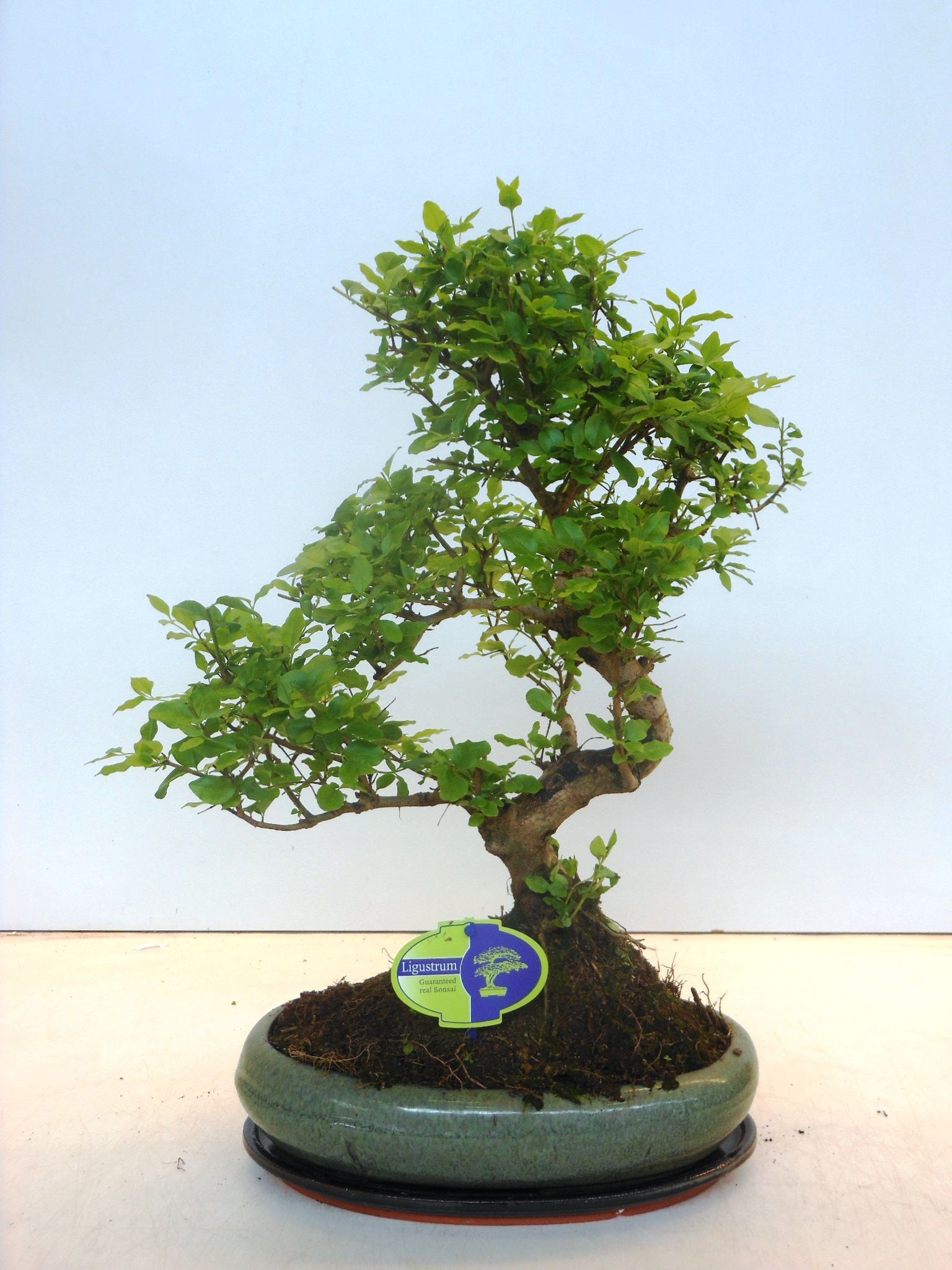 Ligustrum sinensis, 29cm., shape, with drip tray, D 29