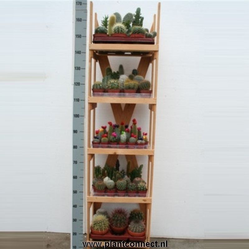 5000 Cactusrek solo wit massief karton, D 31