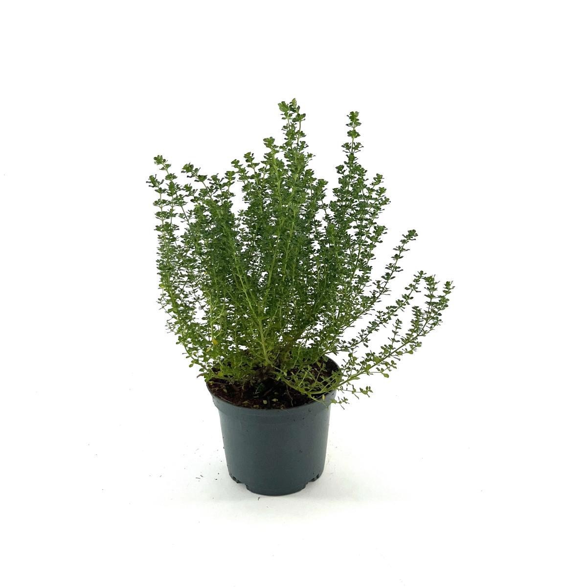 Prostanthera cuneata, D 17