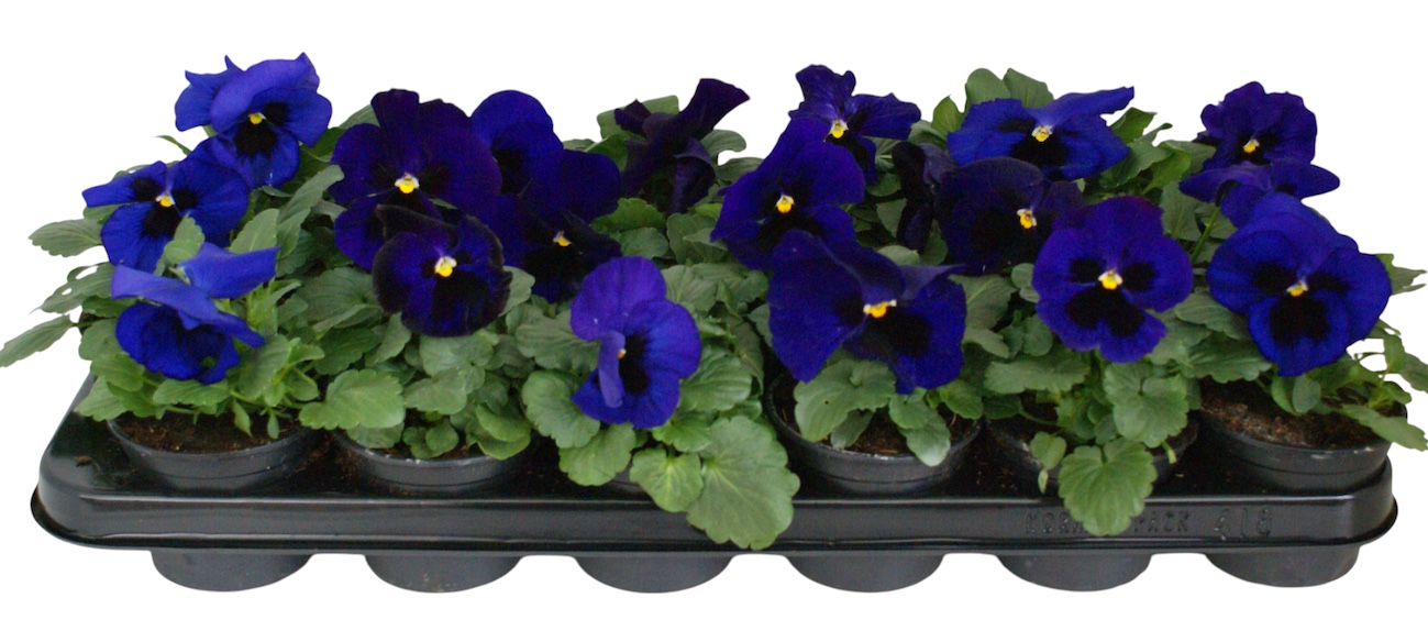 Viool F1 donker blauw p9, D 9 cm Viool F1 donker blauw p9, D 9 cm