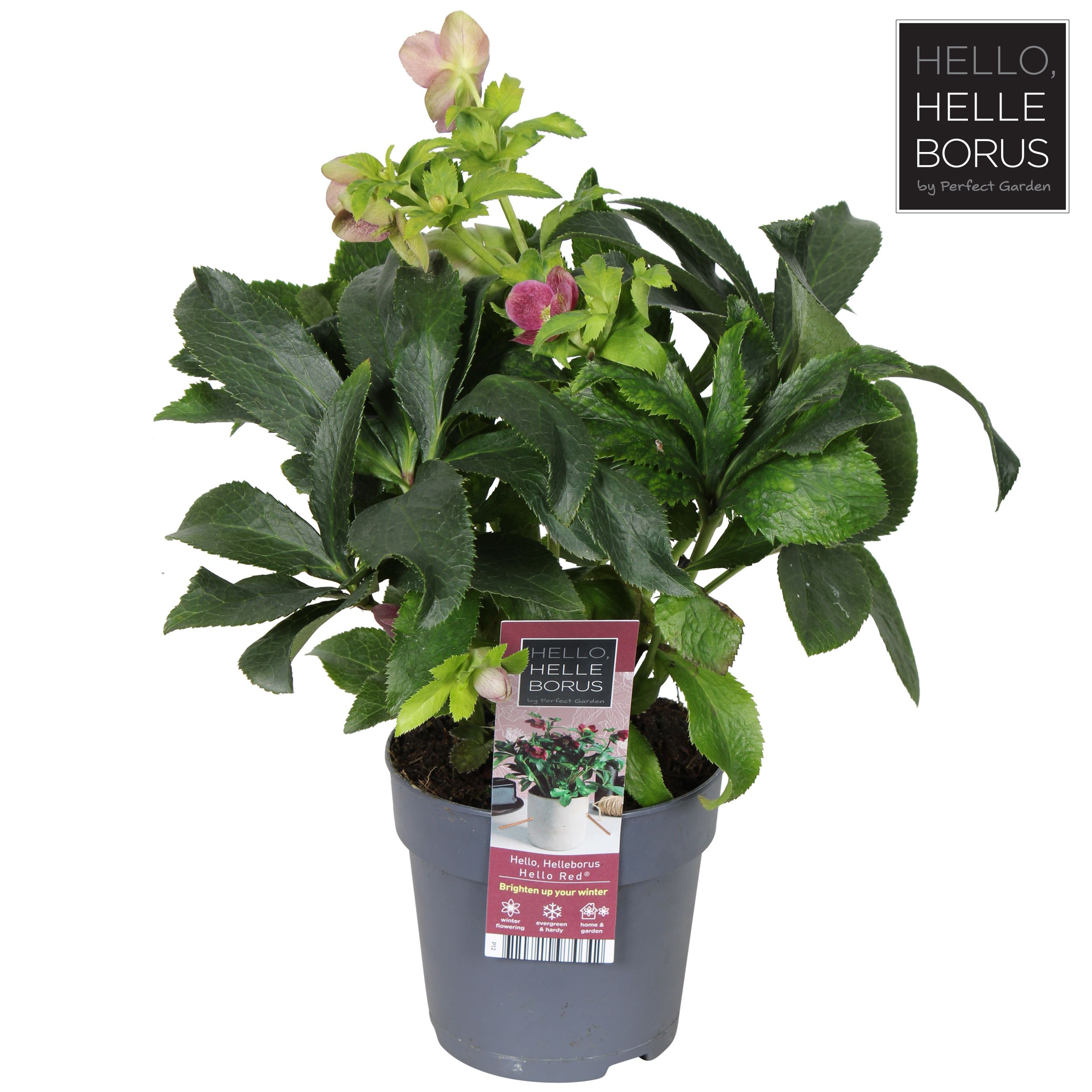 Helleborus orientalis 'Hello Red' P12, D 12 cm Helleborus orientalis 'Hello Red' P12, D 12 cm