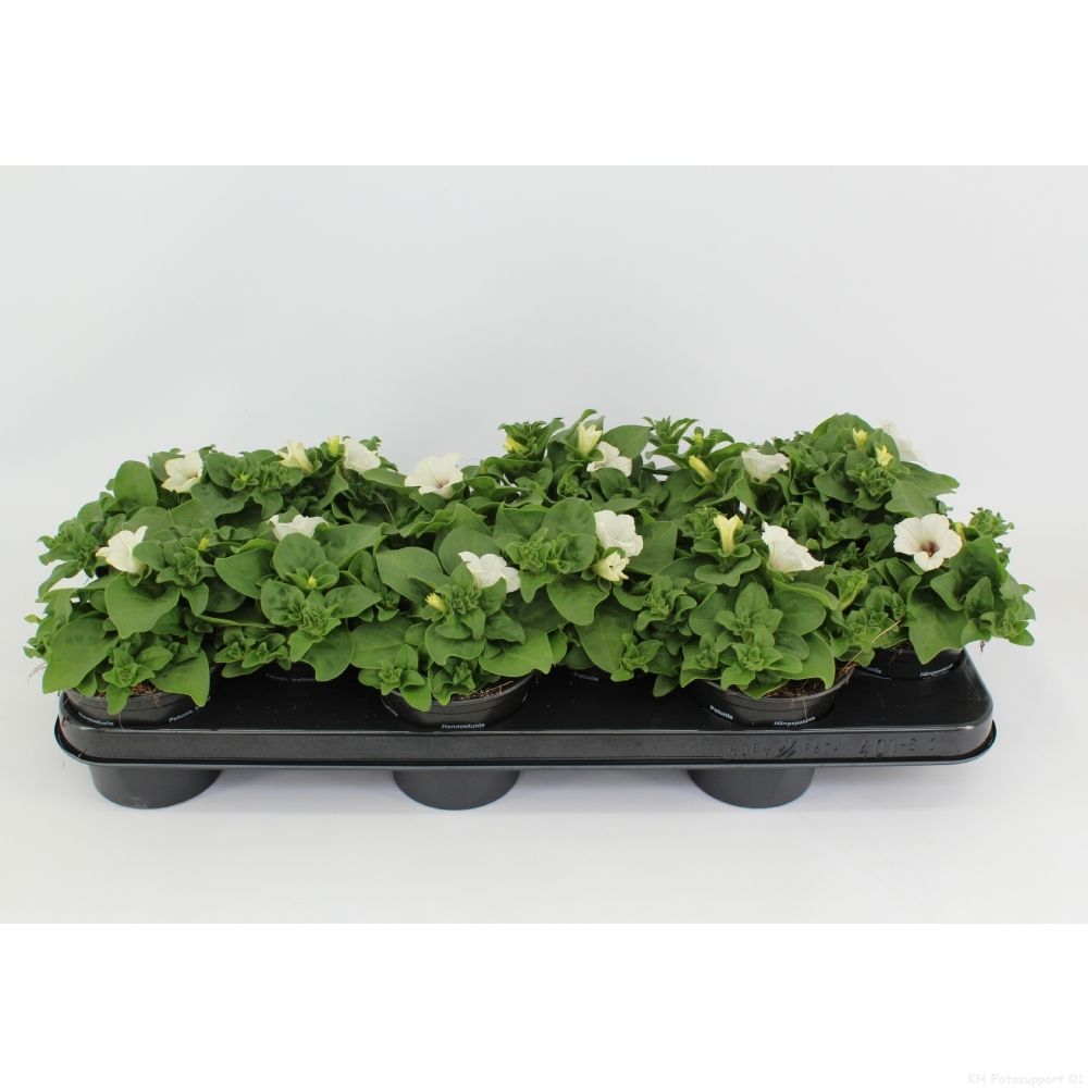 surfinia White, D 10,5