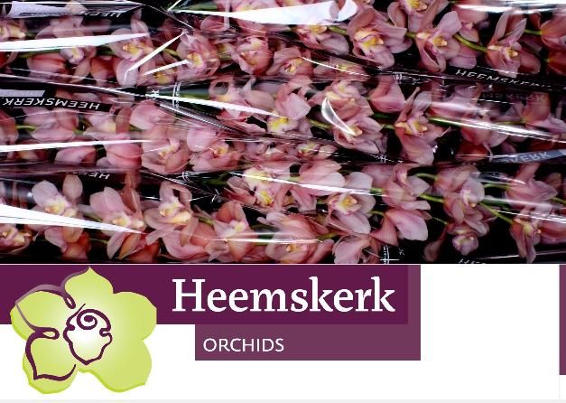 Цимбидиум Салмон Делайт x6 80, шт.