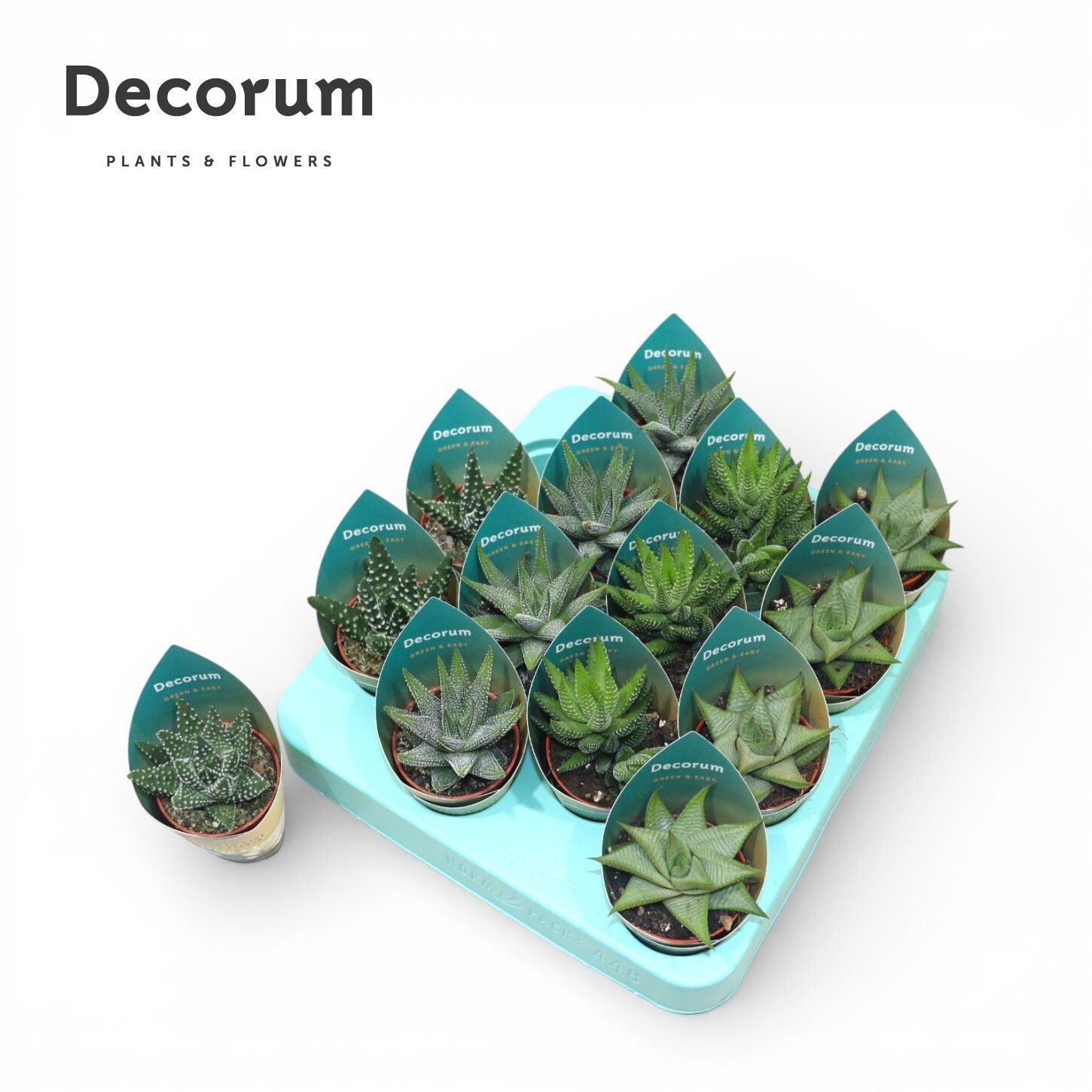Haworthia Mix Green & Easy (decorum), D 5,5