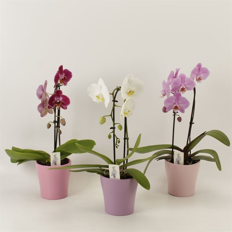 Phalaenopsis Elegant Cascade Unoboga gemengd in pastel Valentijn keramiek, D 12