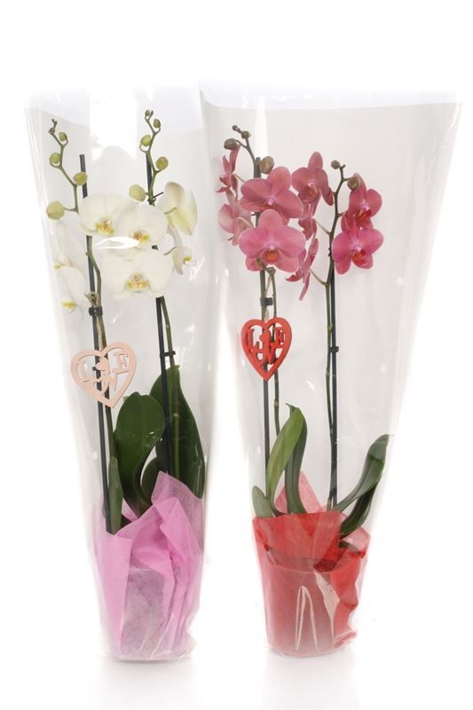 Phal red & white 2T14+ in white sleeve, D 12