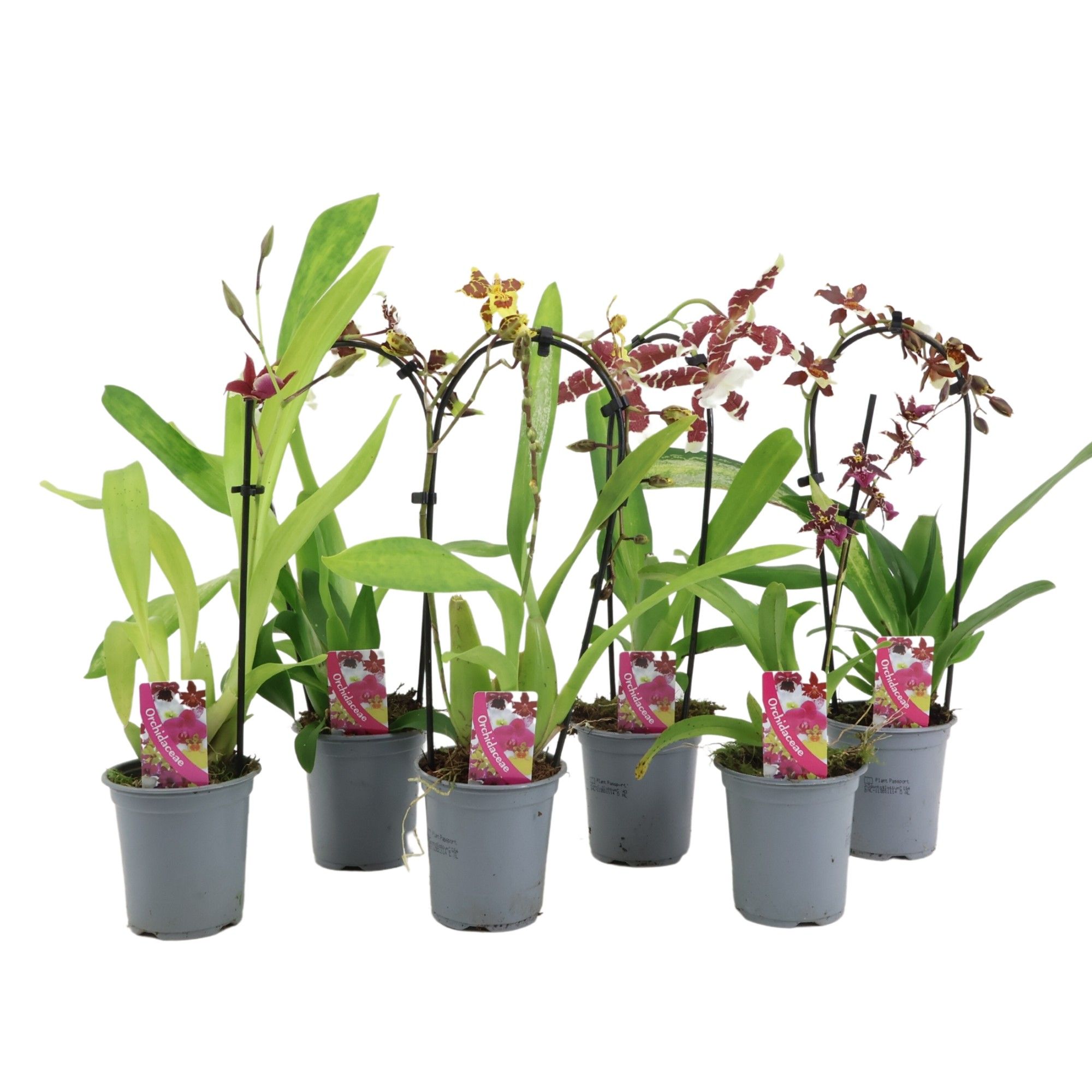 Orchid mix 9cm A2, D 9 cm