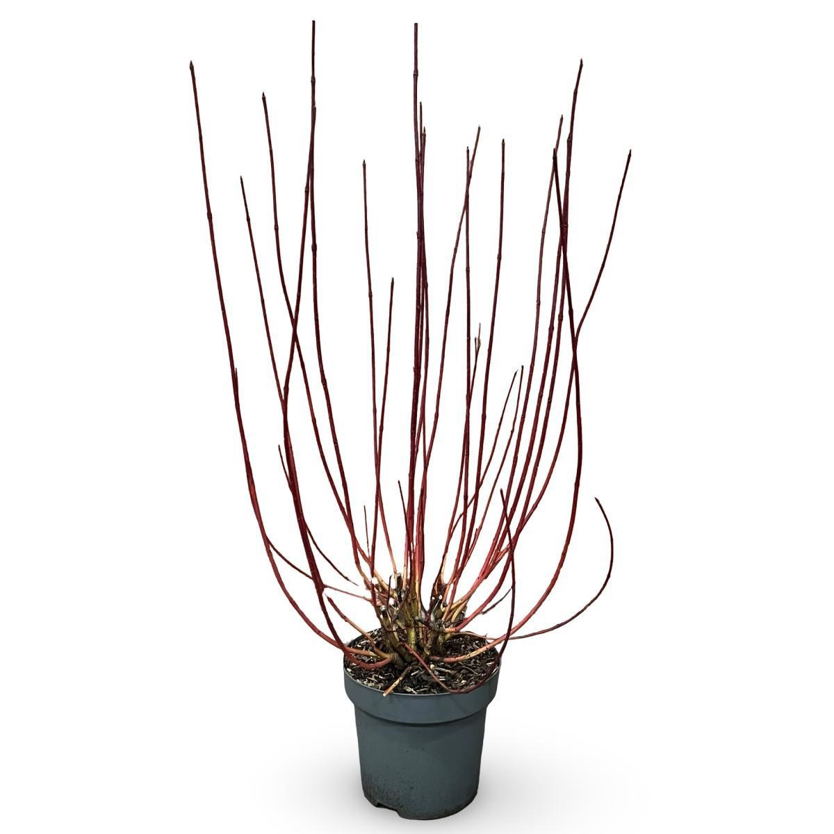 Cornus alba 'Sibirica', D 32