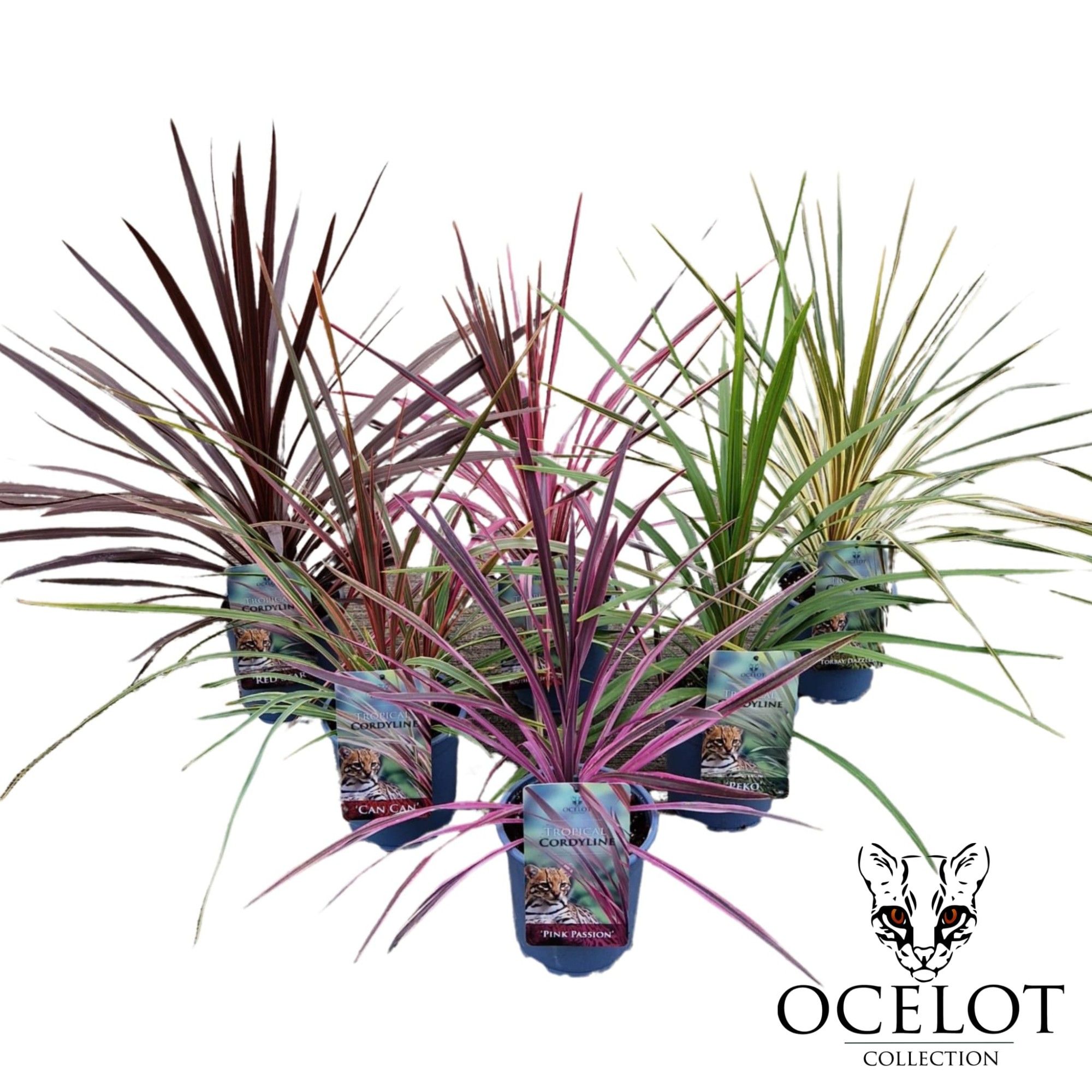 Cordyline 'Exclusive Mix' C2, D 17