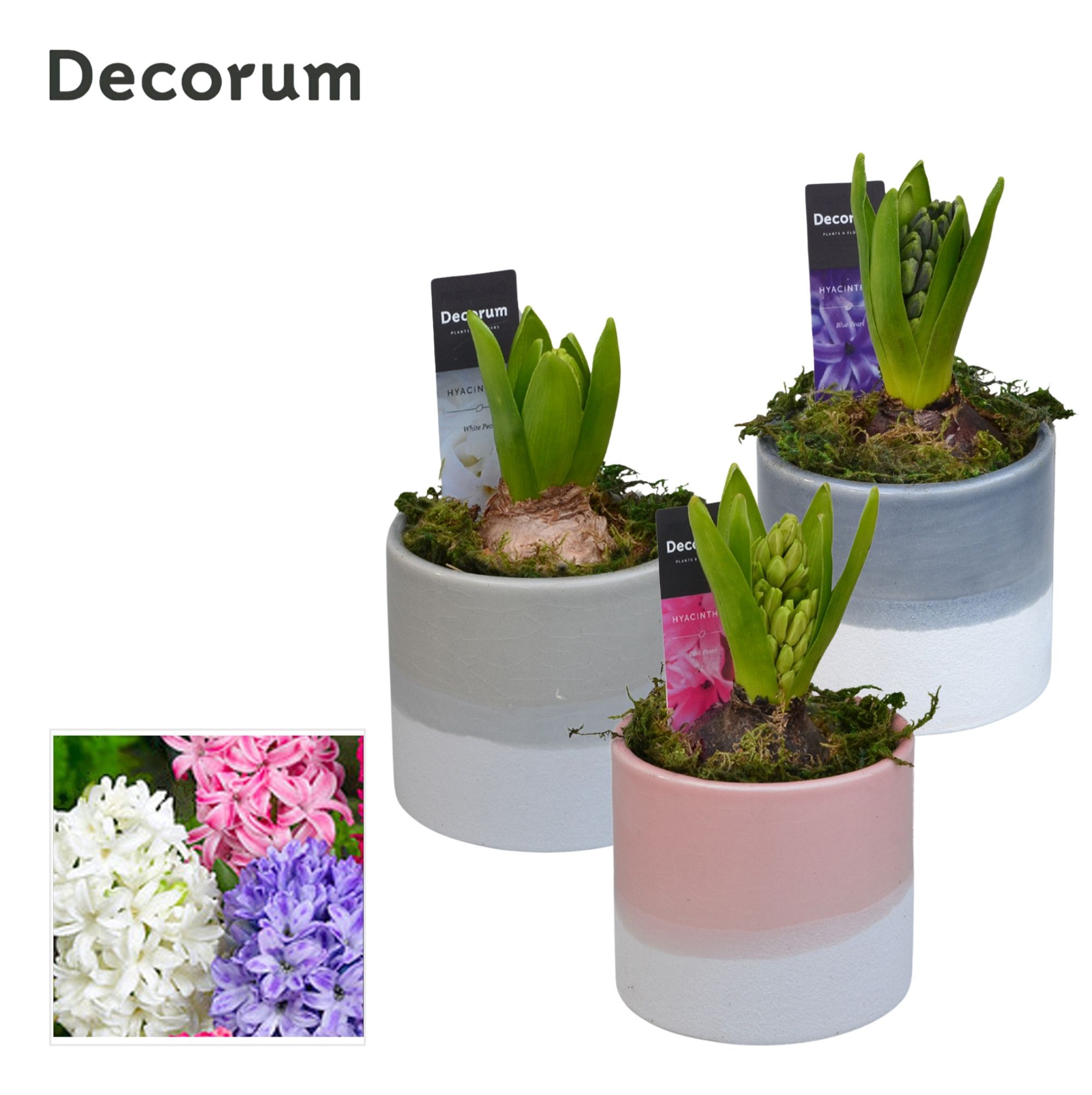 Hyacint Felice HL12440 [LOVELY COLORS], D 10