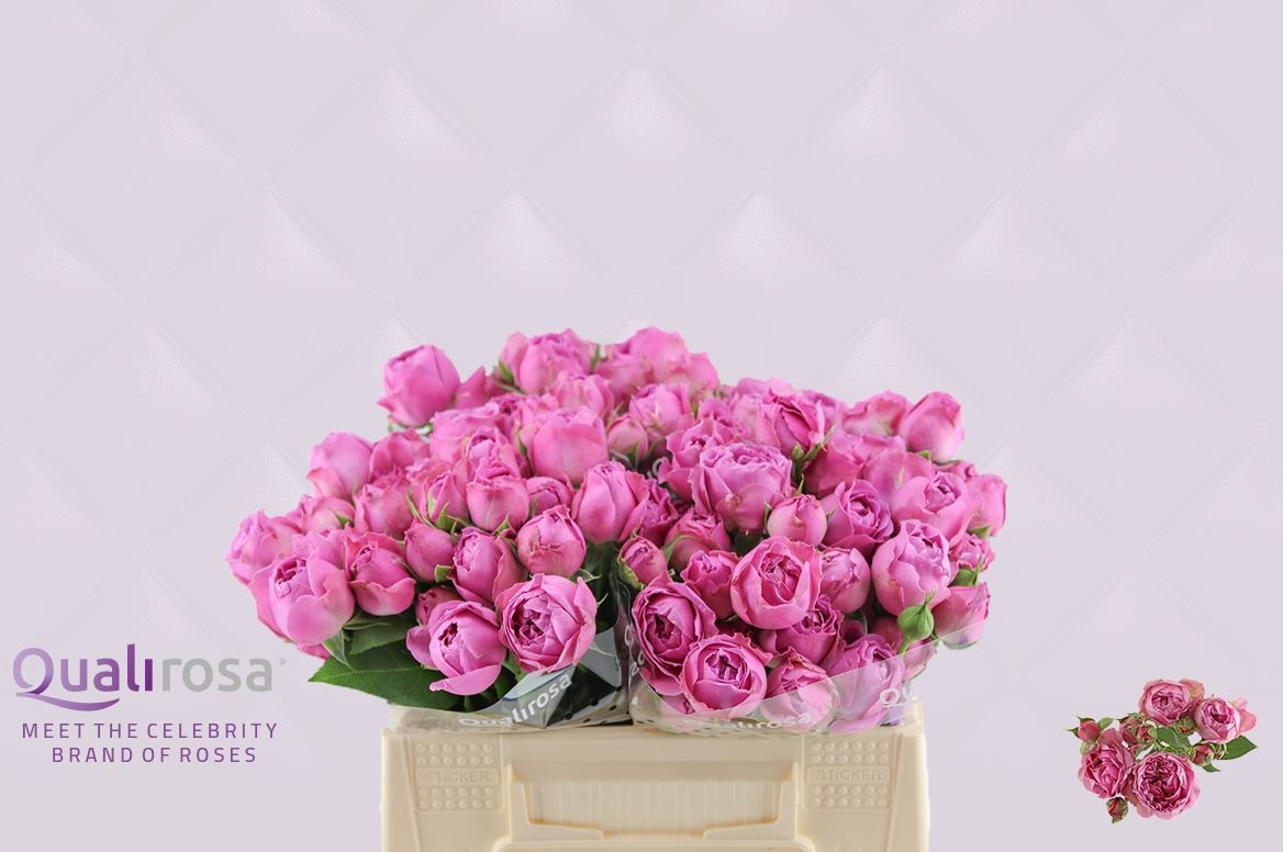 Роза куст. Мисти Баблз 35, шт.