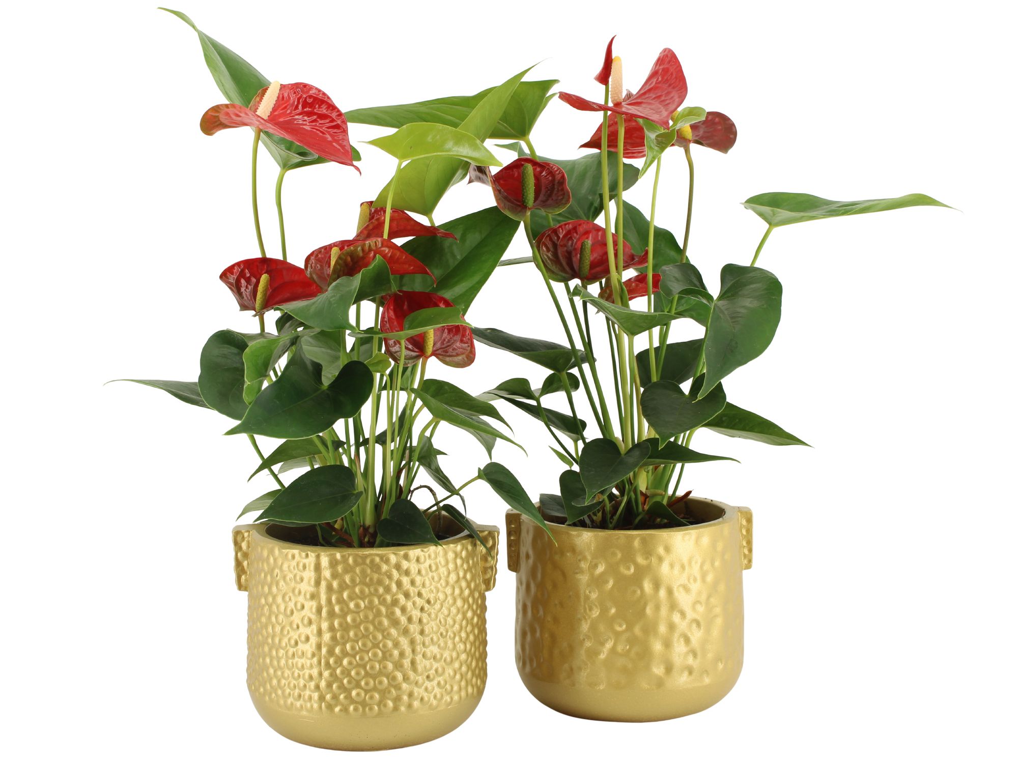 6501290: Solutionss X-mas, D 12