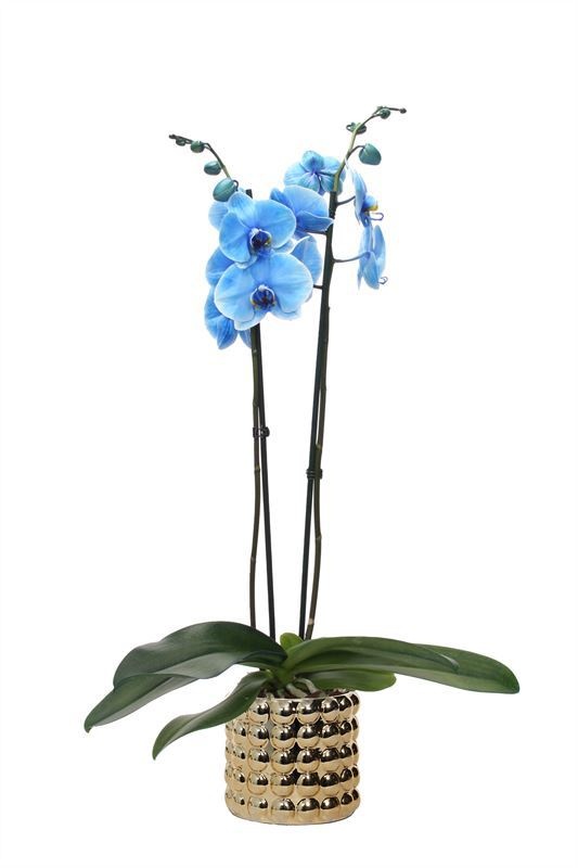 Dolomite p12 Electroplated Daisy gold Phal I am Blue 2T14+, D 12