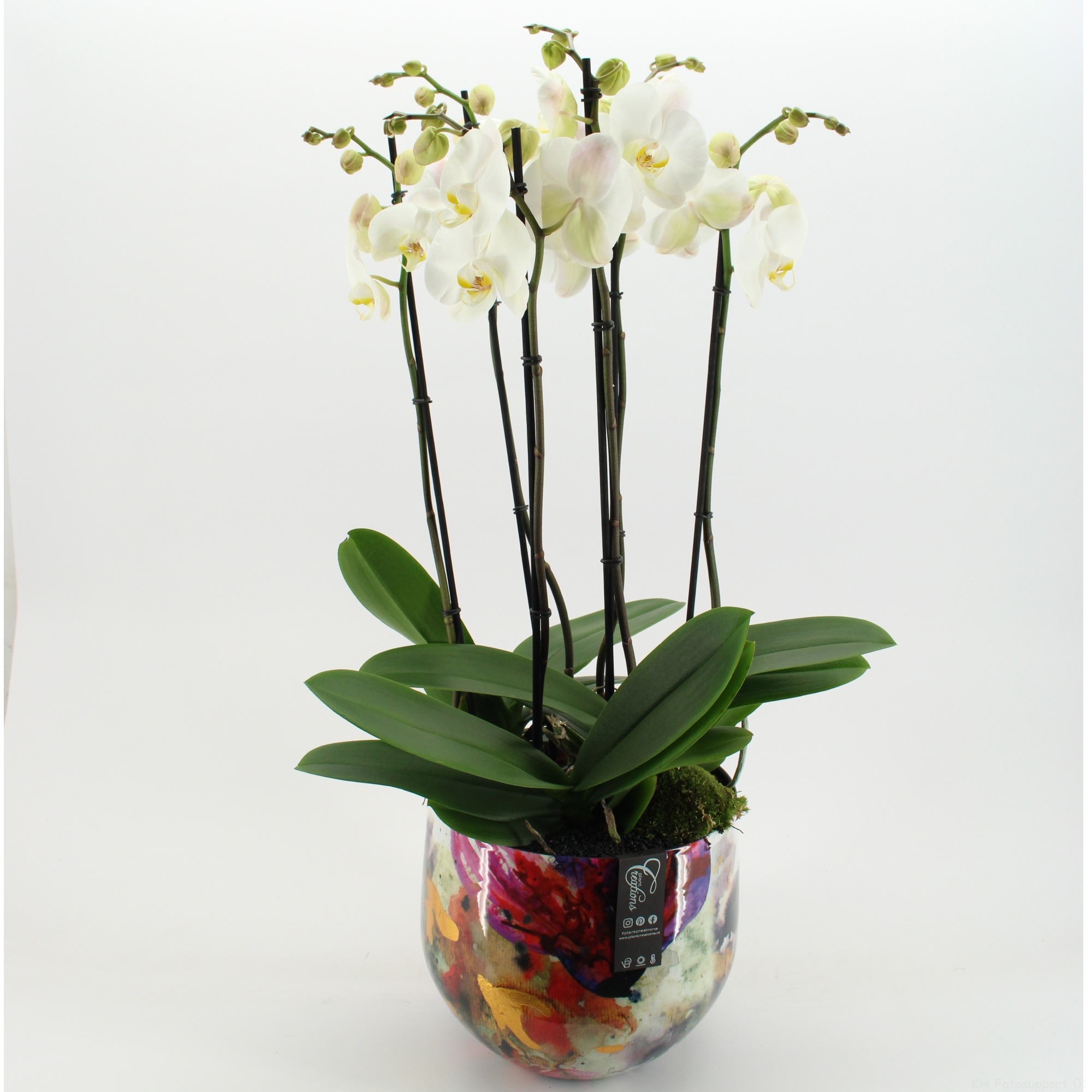 LICR-2606W Limited Edition Phalaenopsis, D 28
