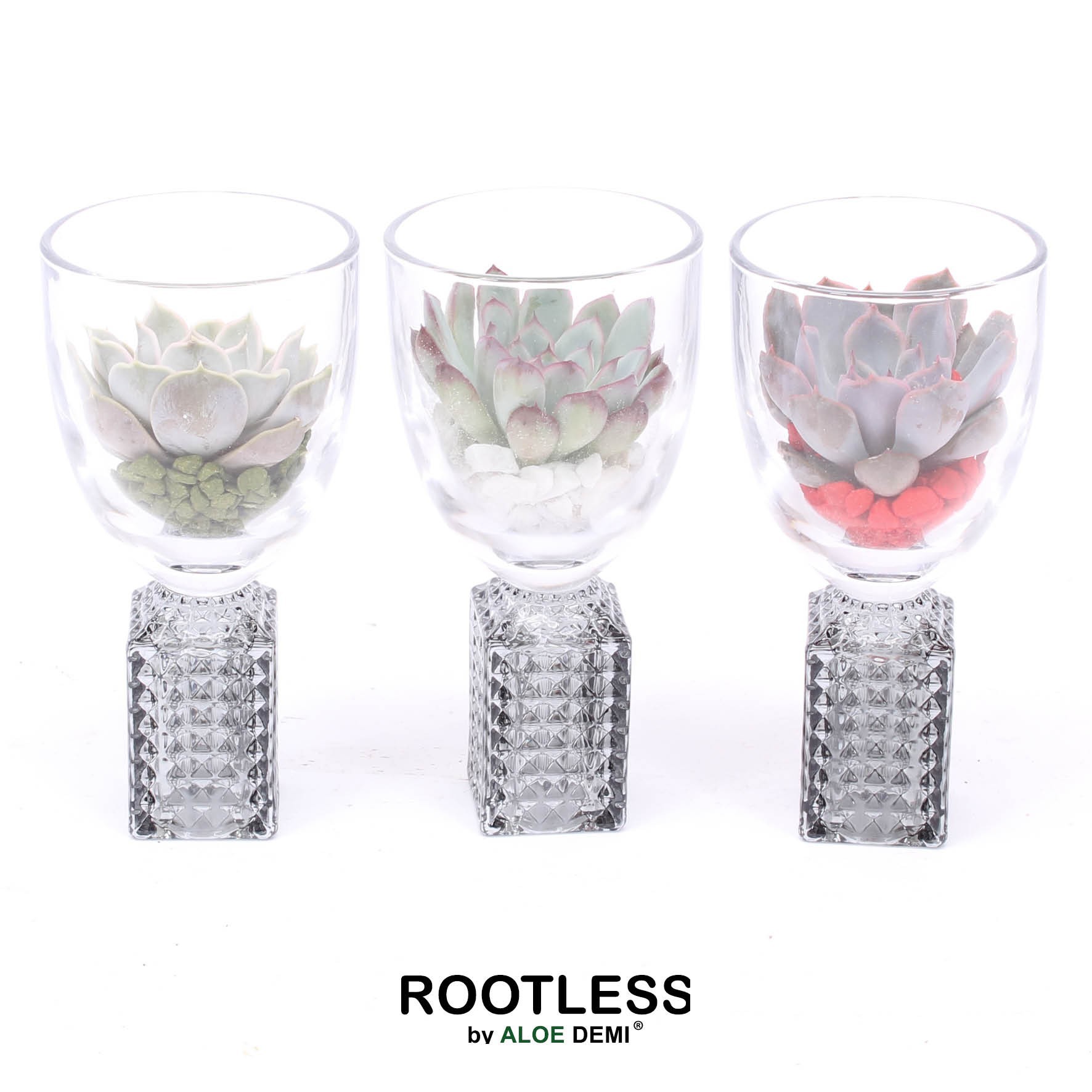 ROOTLESS Echeveria, Champagne glass, D 7 cm