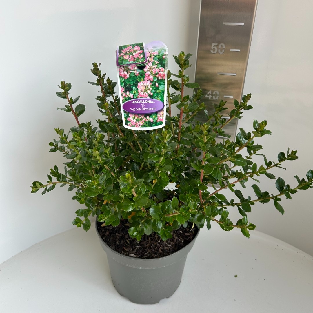 Escallloinia in cultivars, D 23