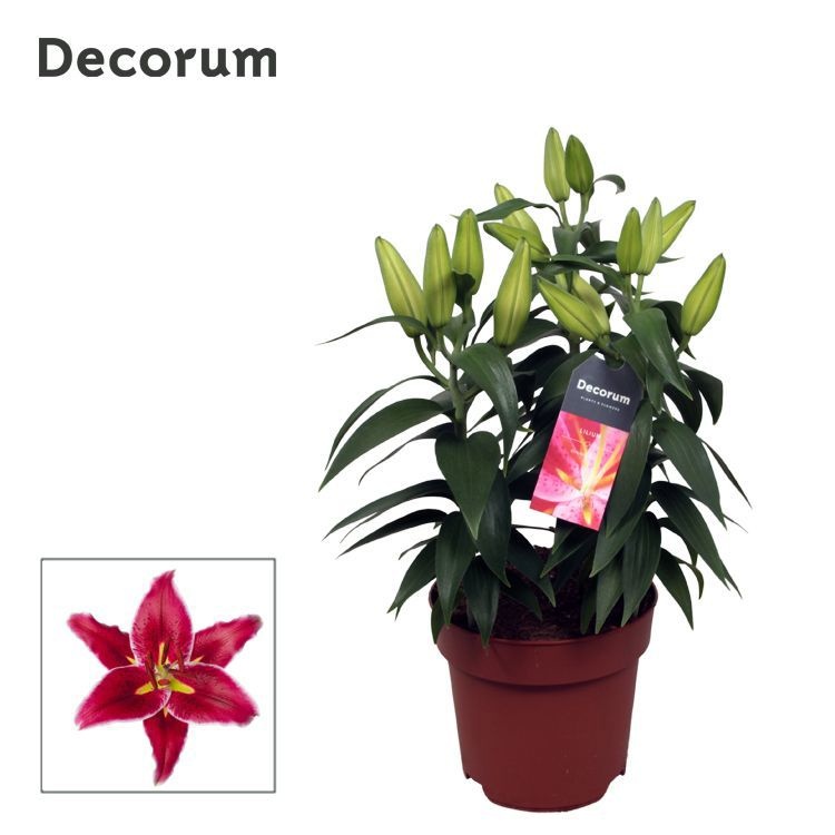 Lilium Or Magny Cours 17cm, D 17 cm Lilium Or Magny Cours 17cm, D 17 cm