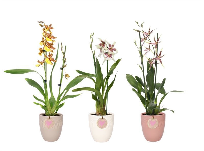 Hugo p12 double lines love mix Cambria mix 2T, D 12