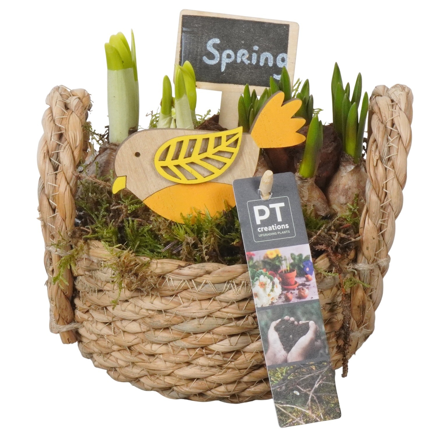 PTBM3812 Arrangement Flower Bulbs Mix in rieten mand, D 15