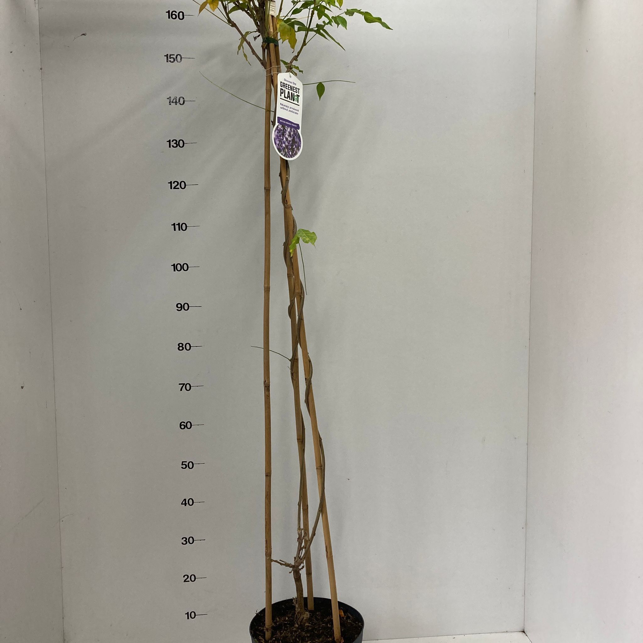 Wisteria sinensis 'Prolific' (piramide), D 26 cm