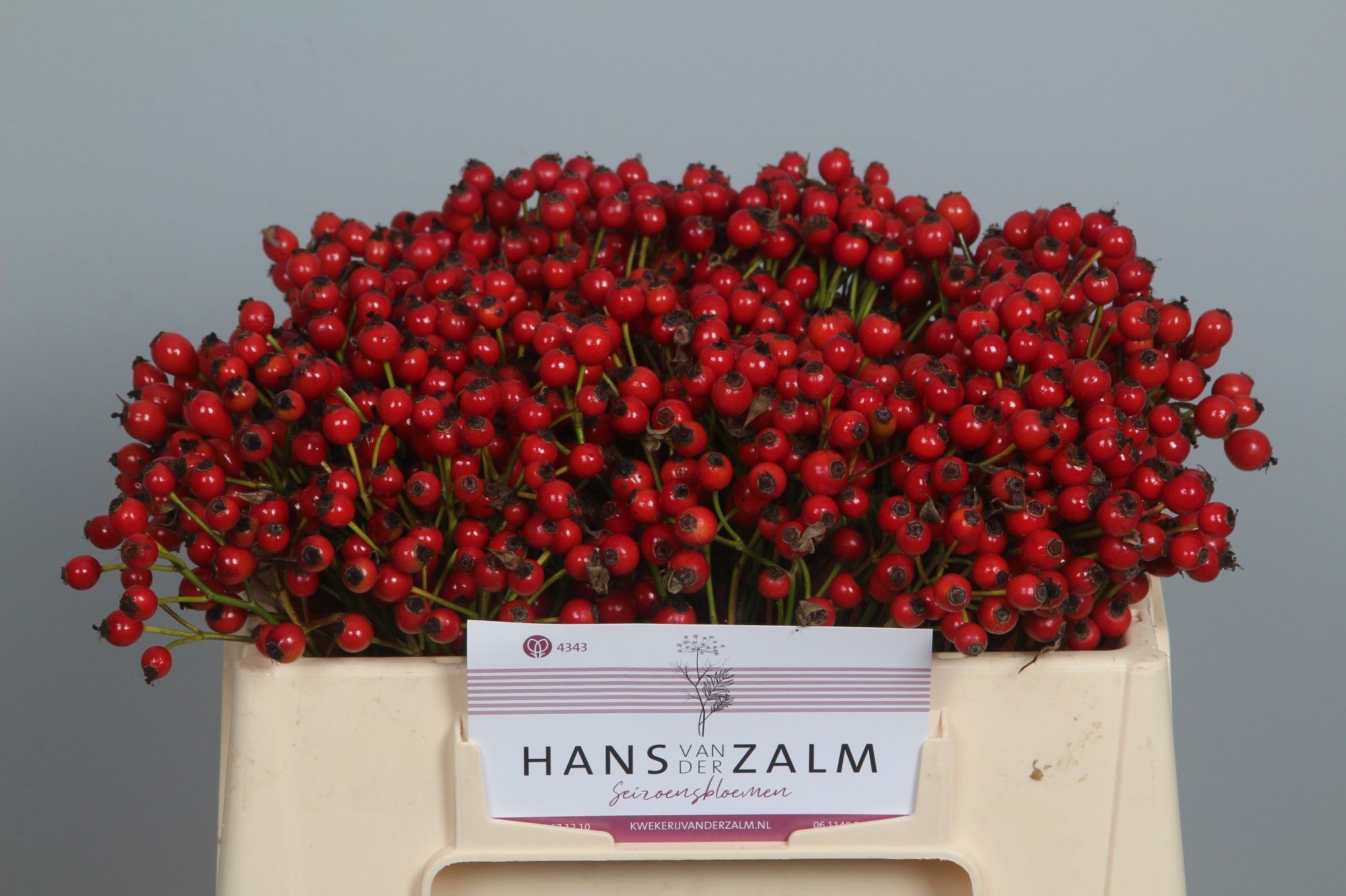 Рузботель Мэджик Пассоа 40, шт.