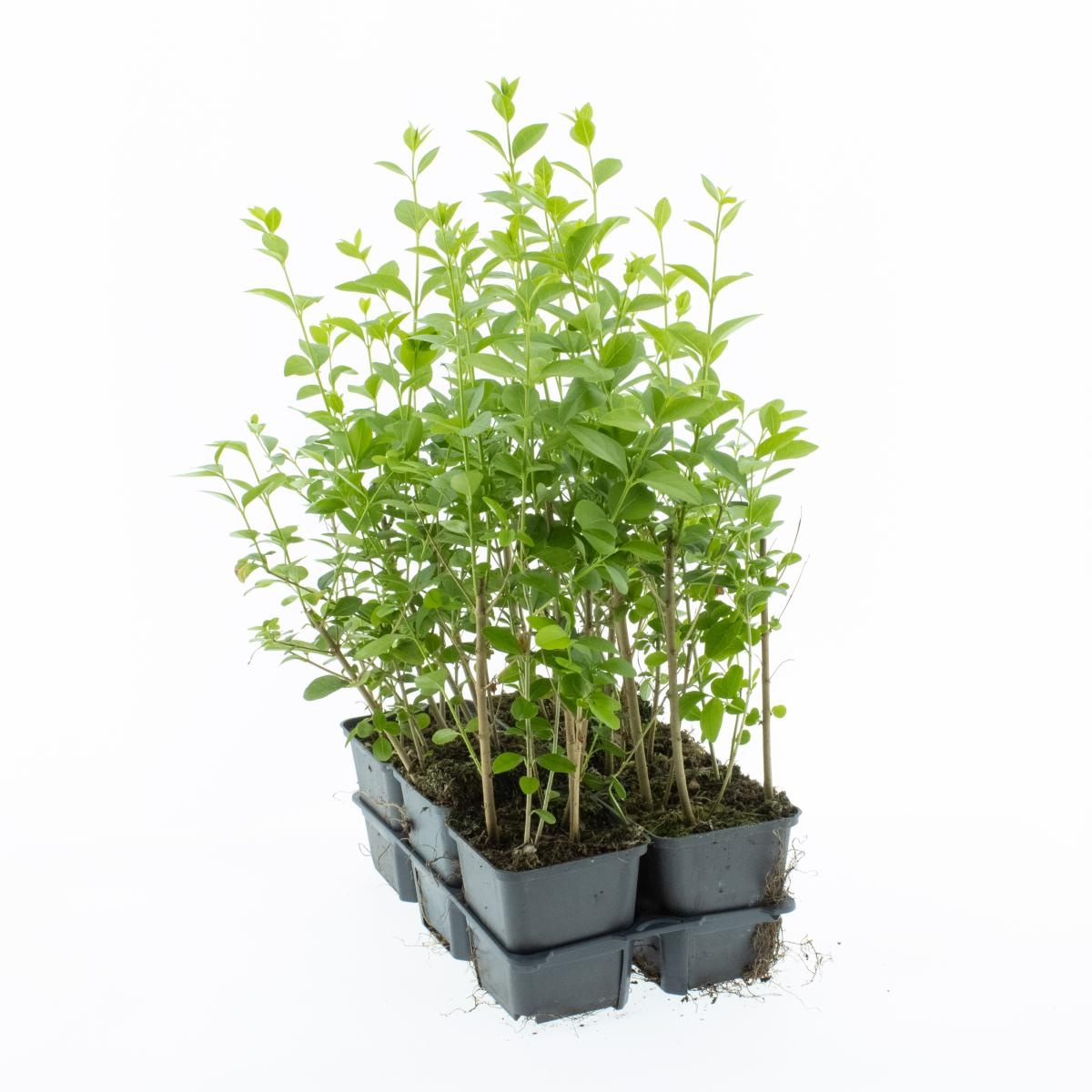 Ligustrum ovalifolium, D 9