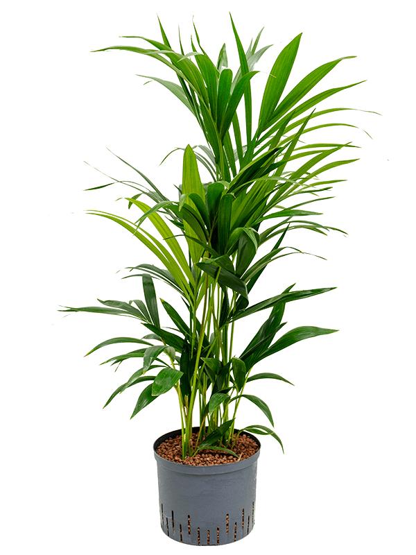 Kentia (Howea) forsteriana, D 25